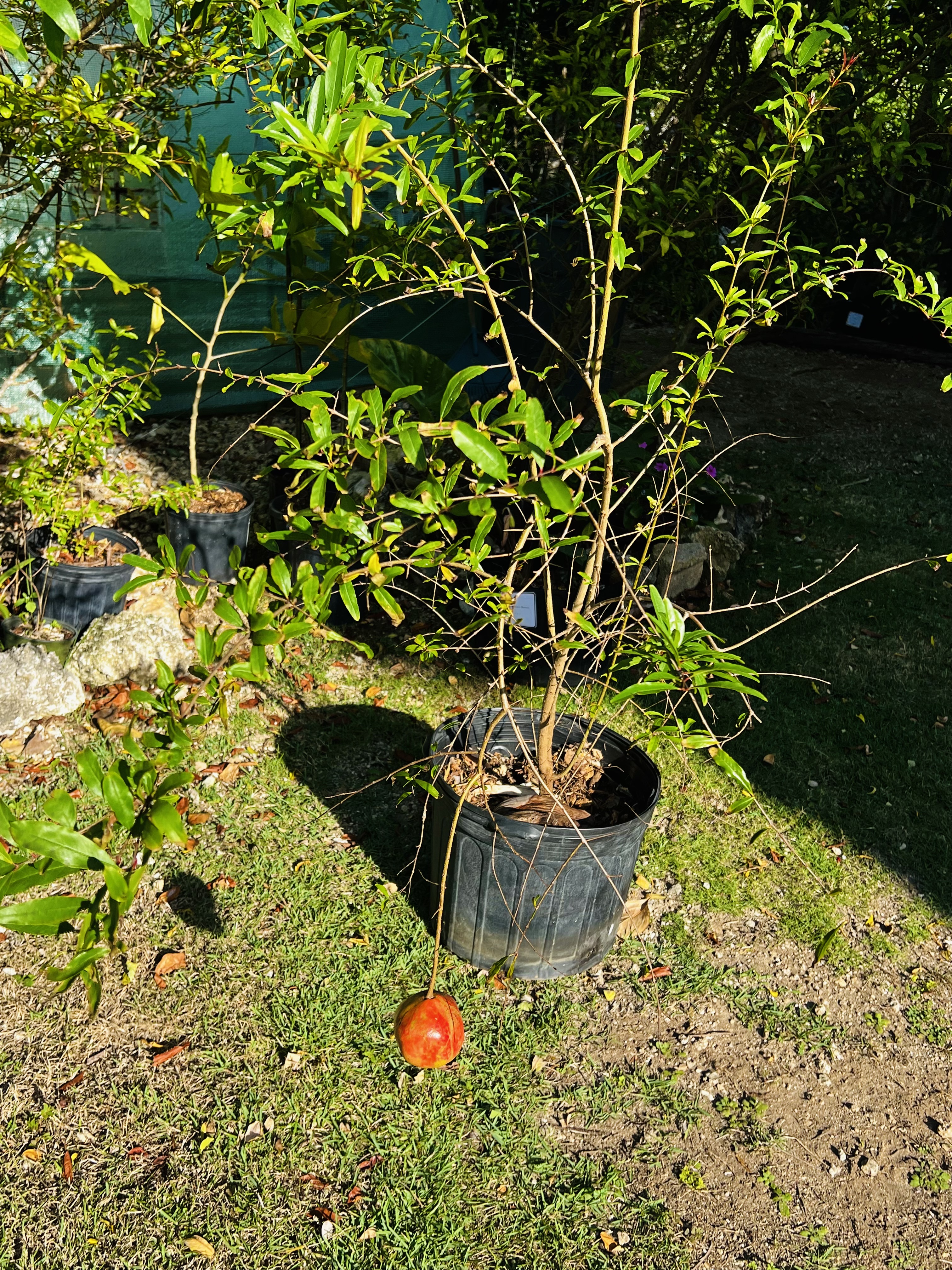 Pomegranate Tree