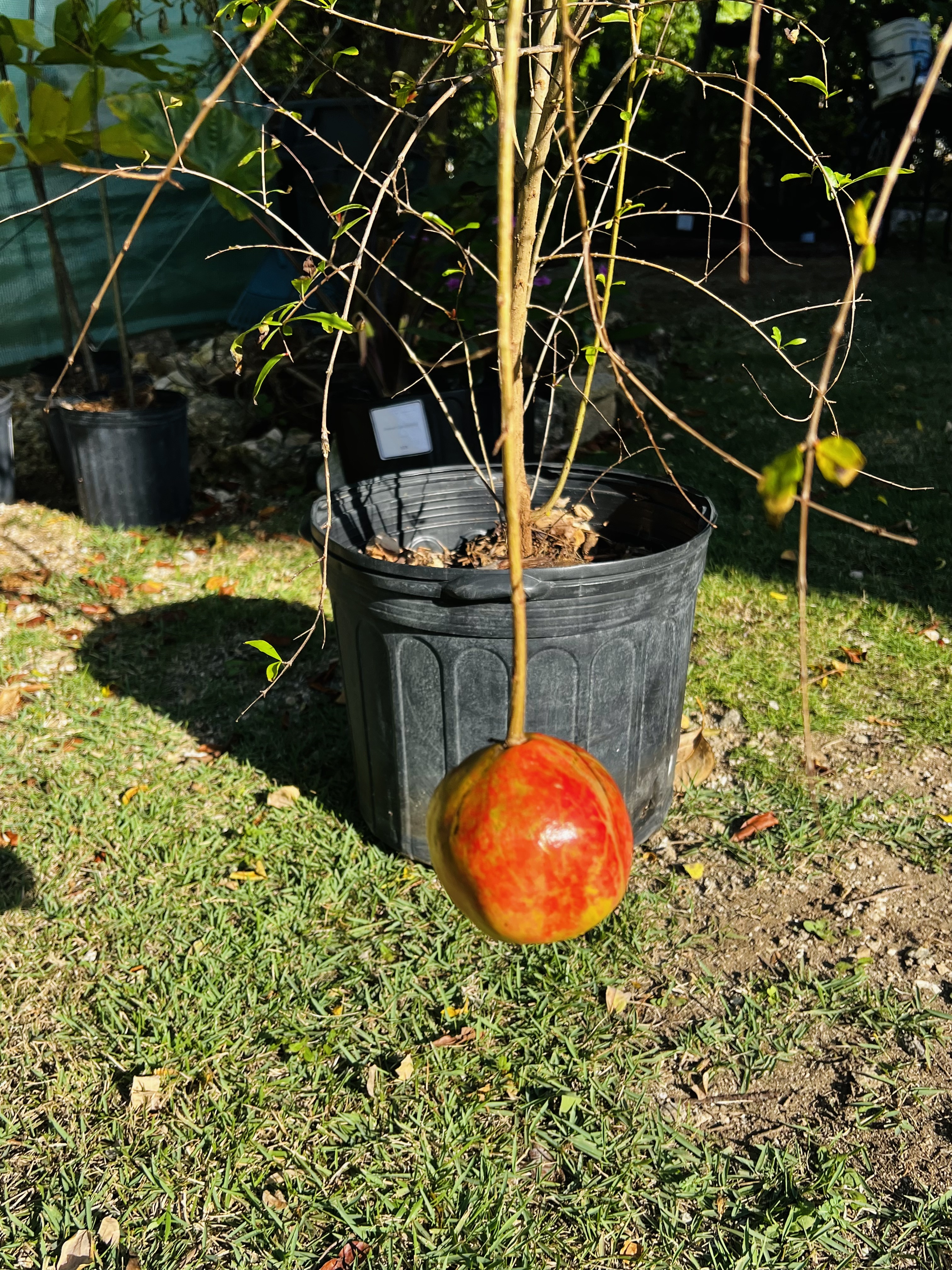 Pomegranate Tree view 2