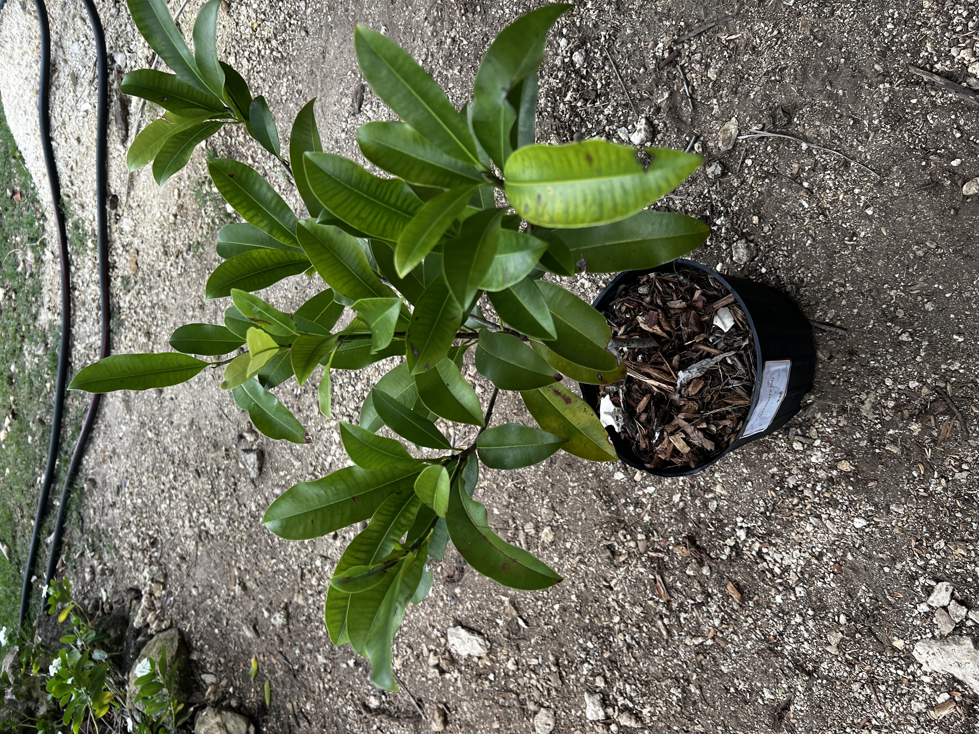 Naseberry Tree