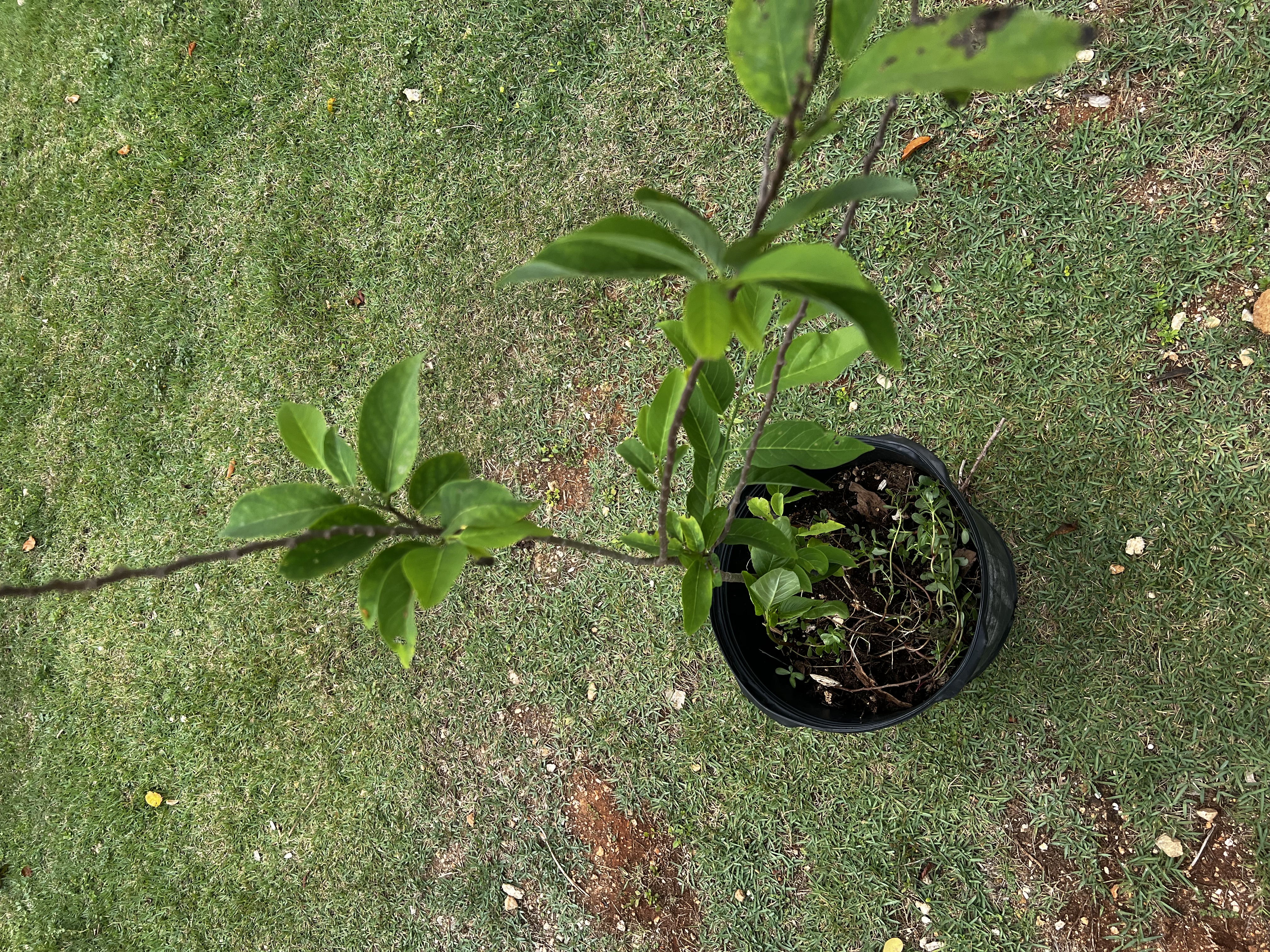 Sweetsop Tree view 3