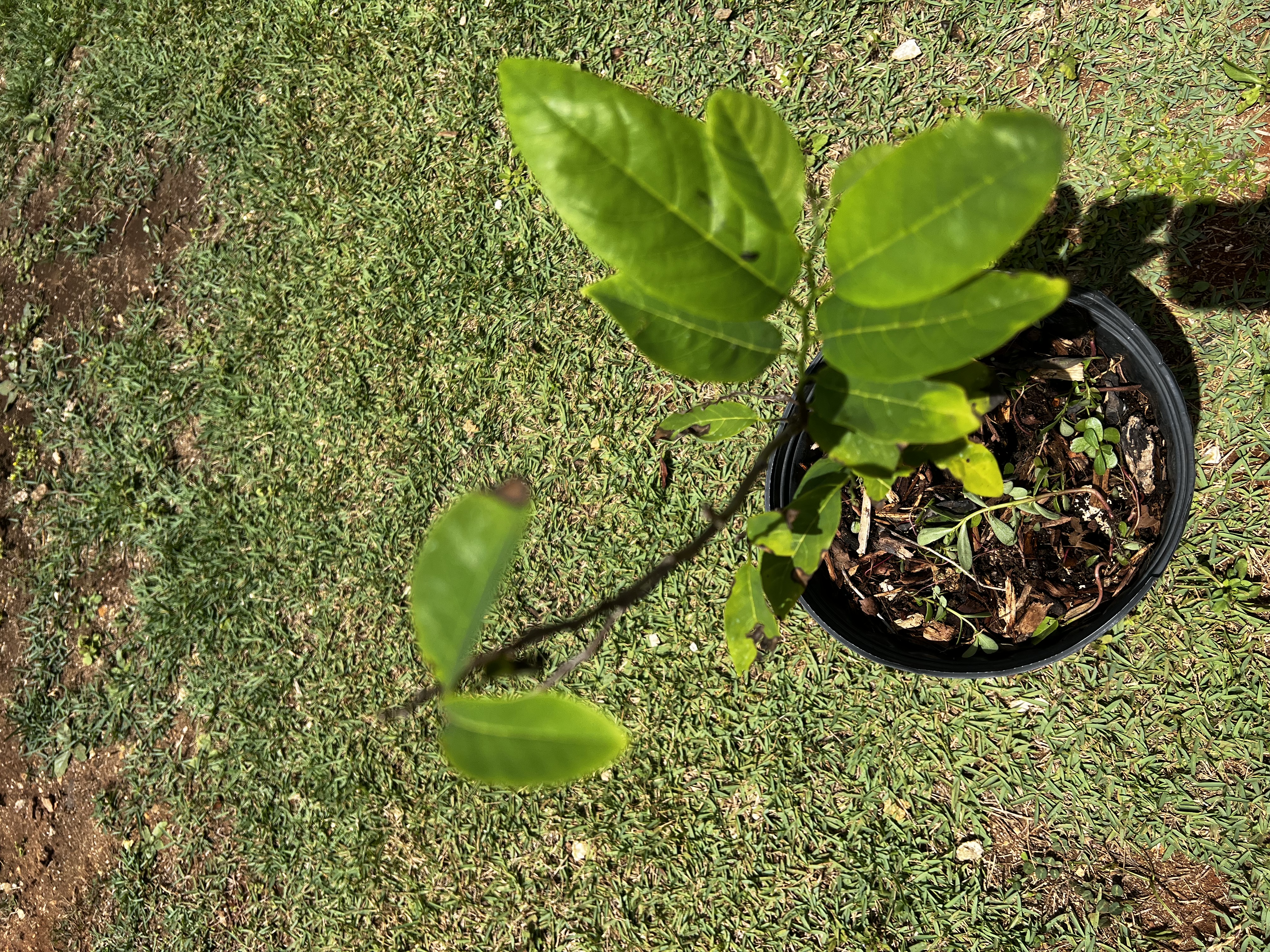 Sweetsop Tree view 2