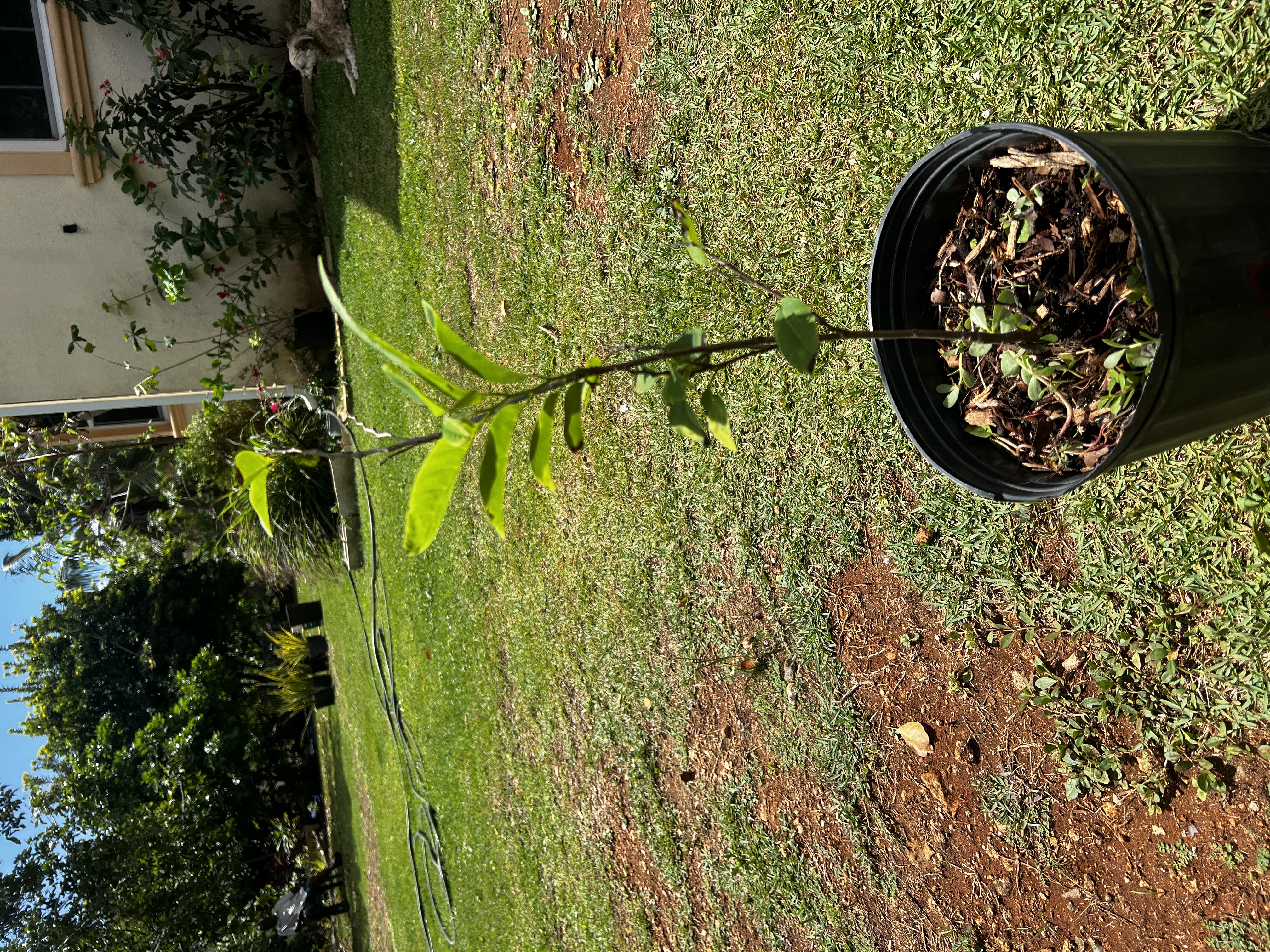 June Plum Tree view 3