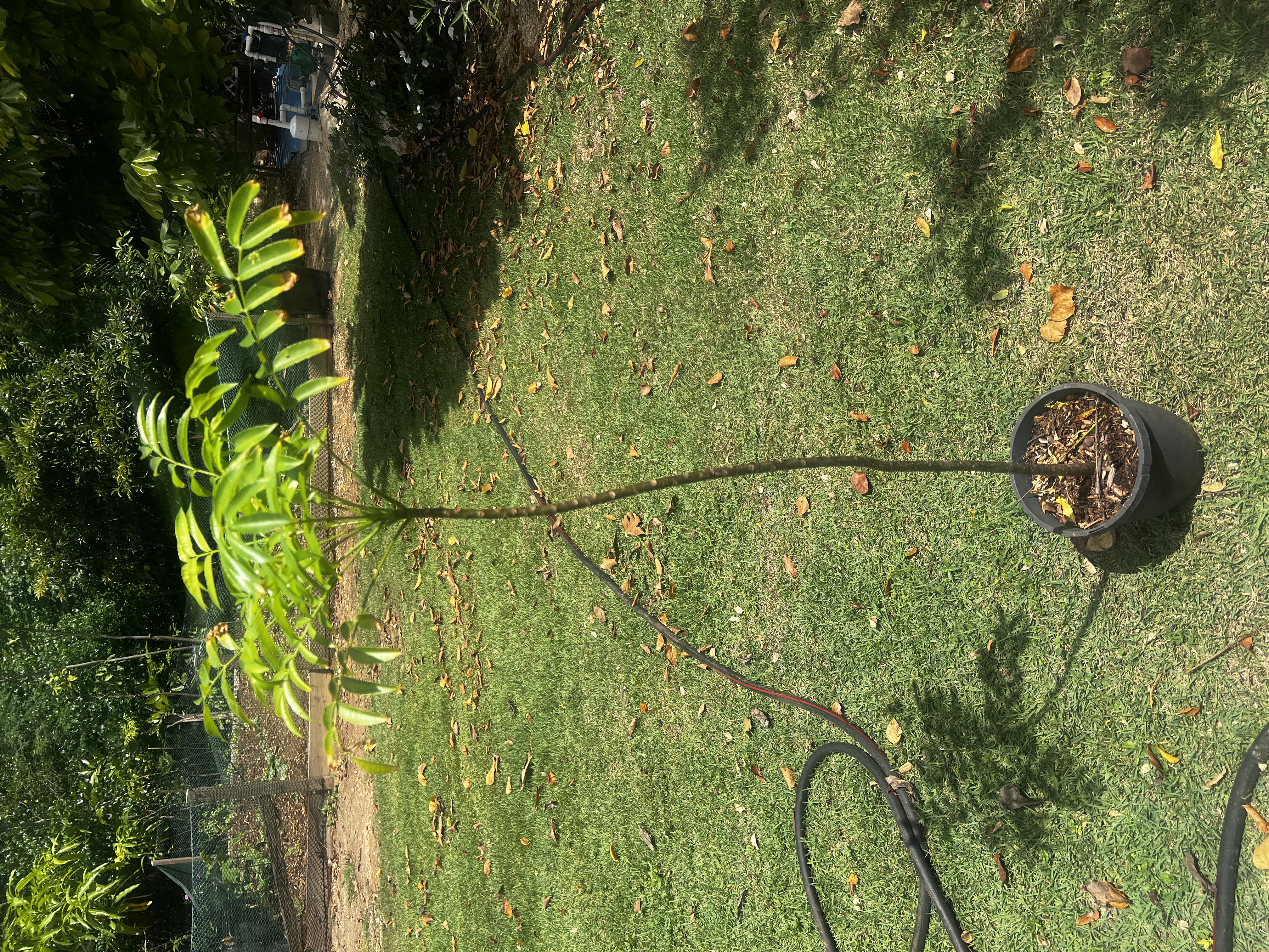 June Plum Tree