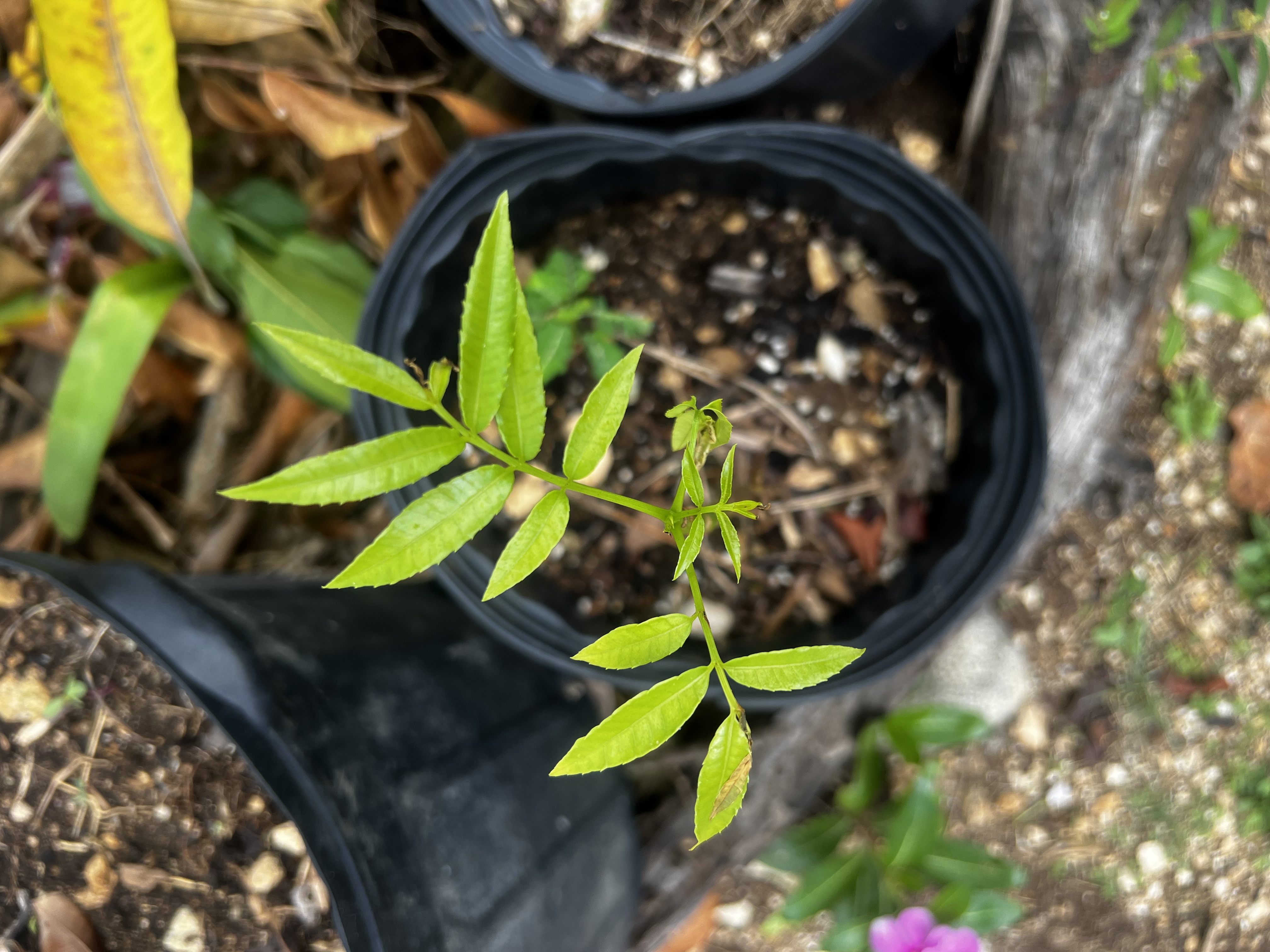 June Plum Tree view 2