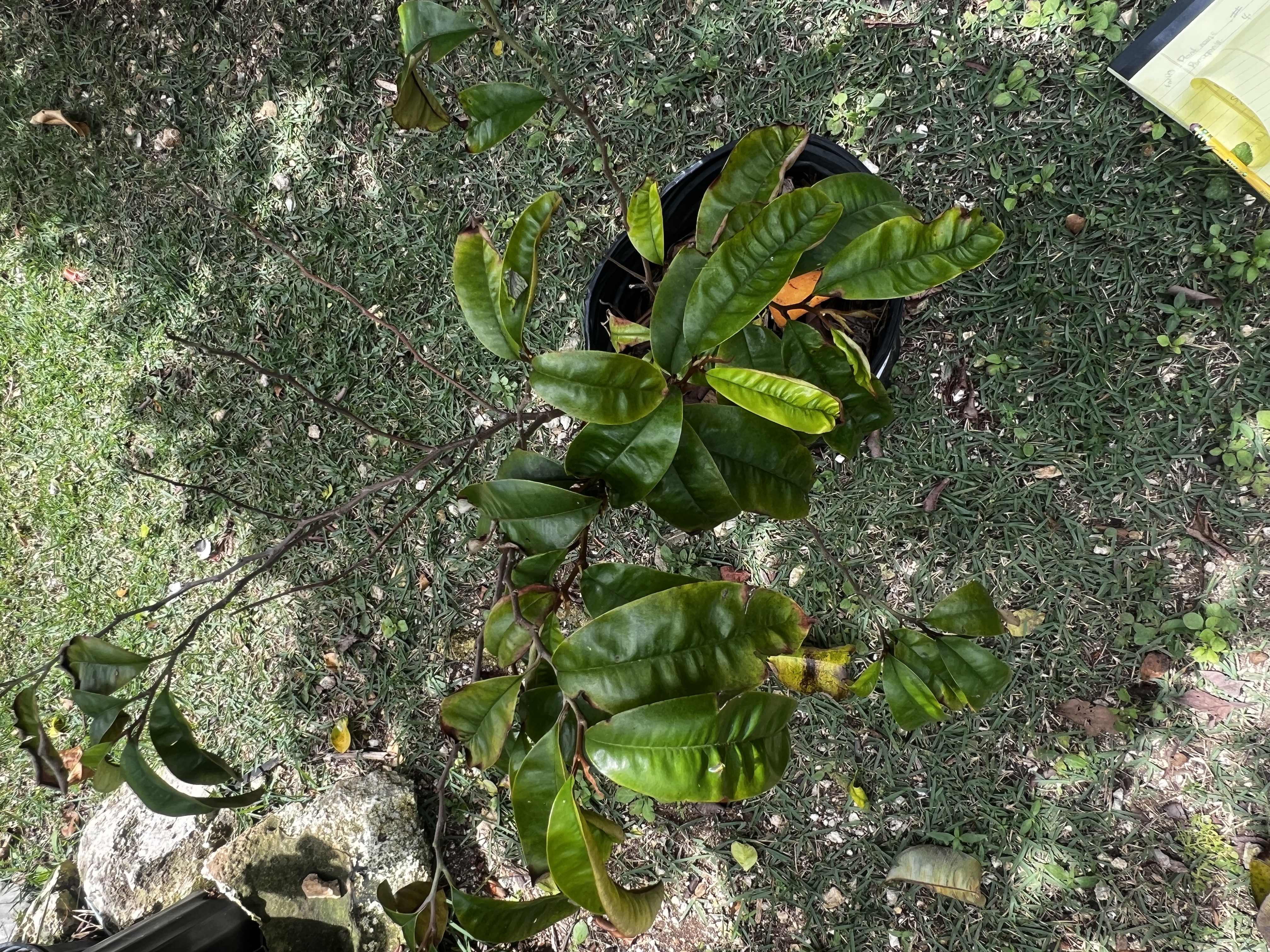 Star Apple Tree view 3