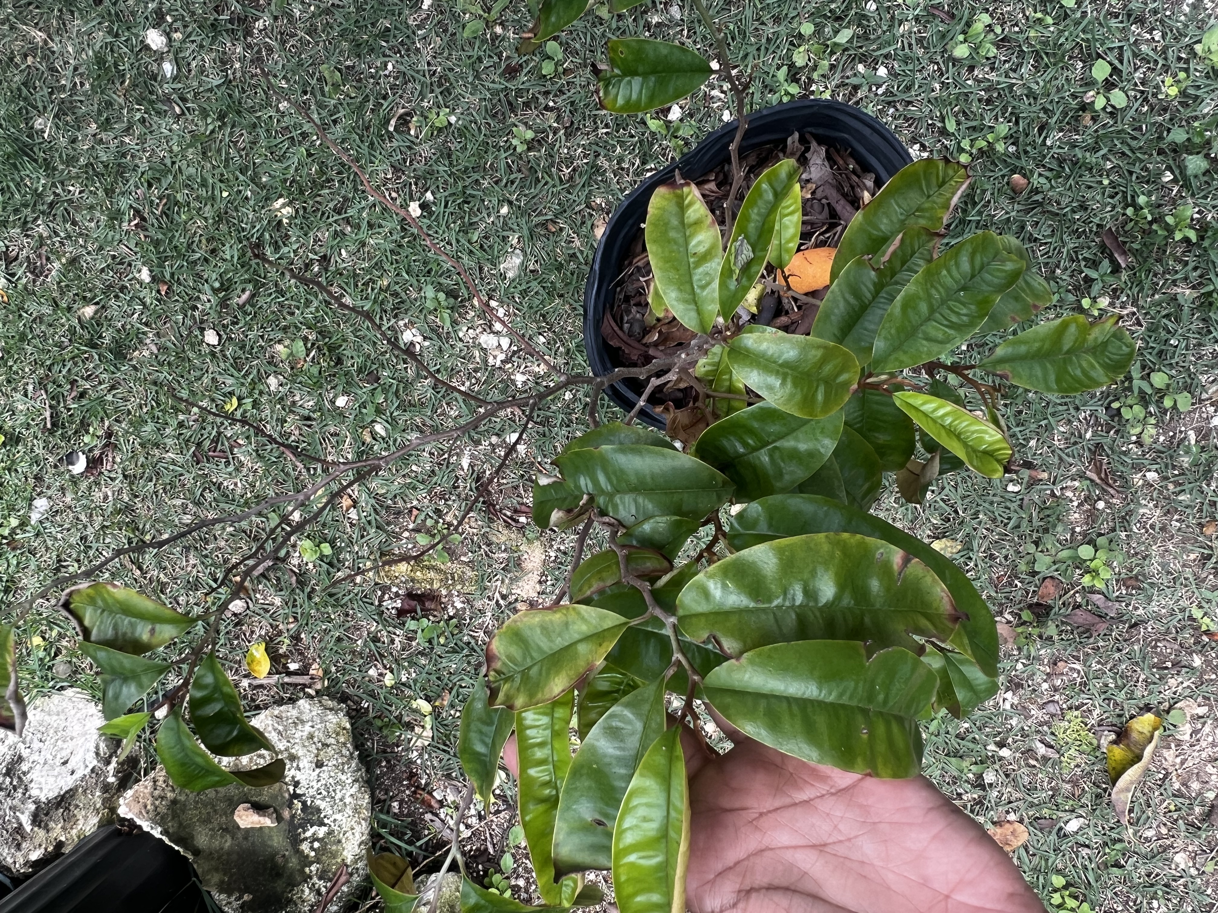 Star Apple Tree view 2
