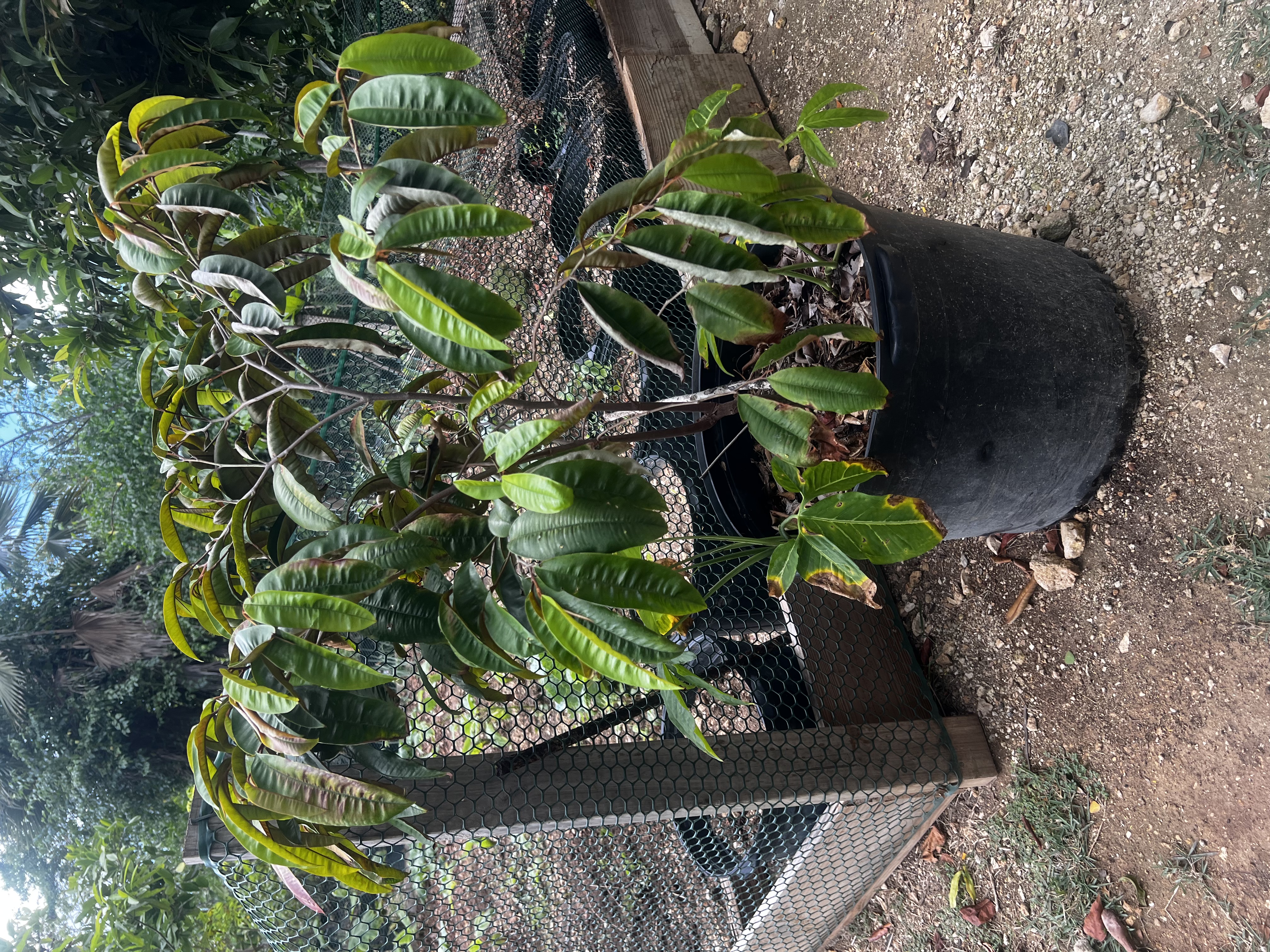 Star Apple Tree