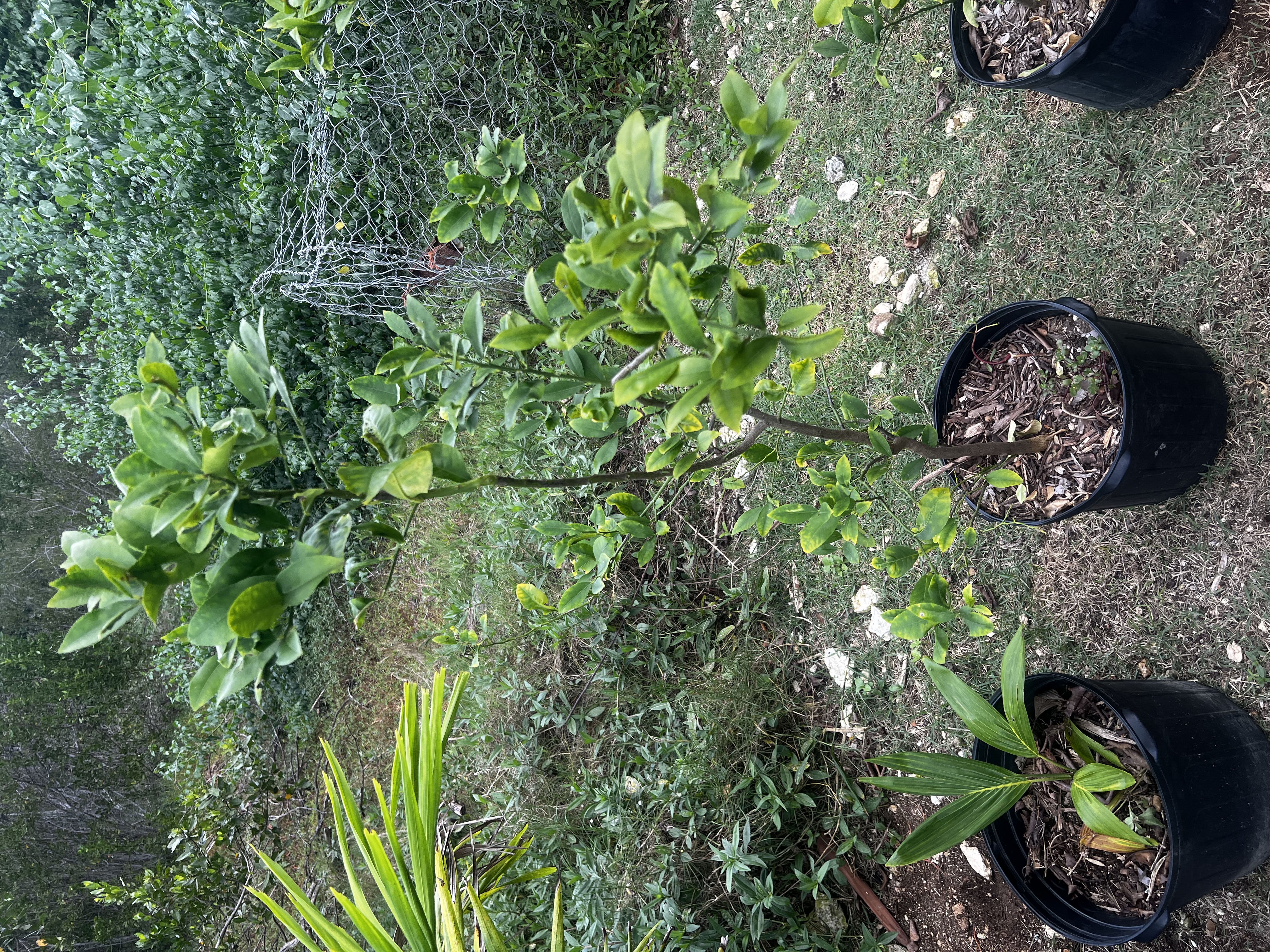 Lemon Tree view 2
