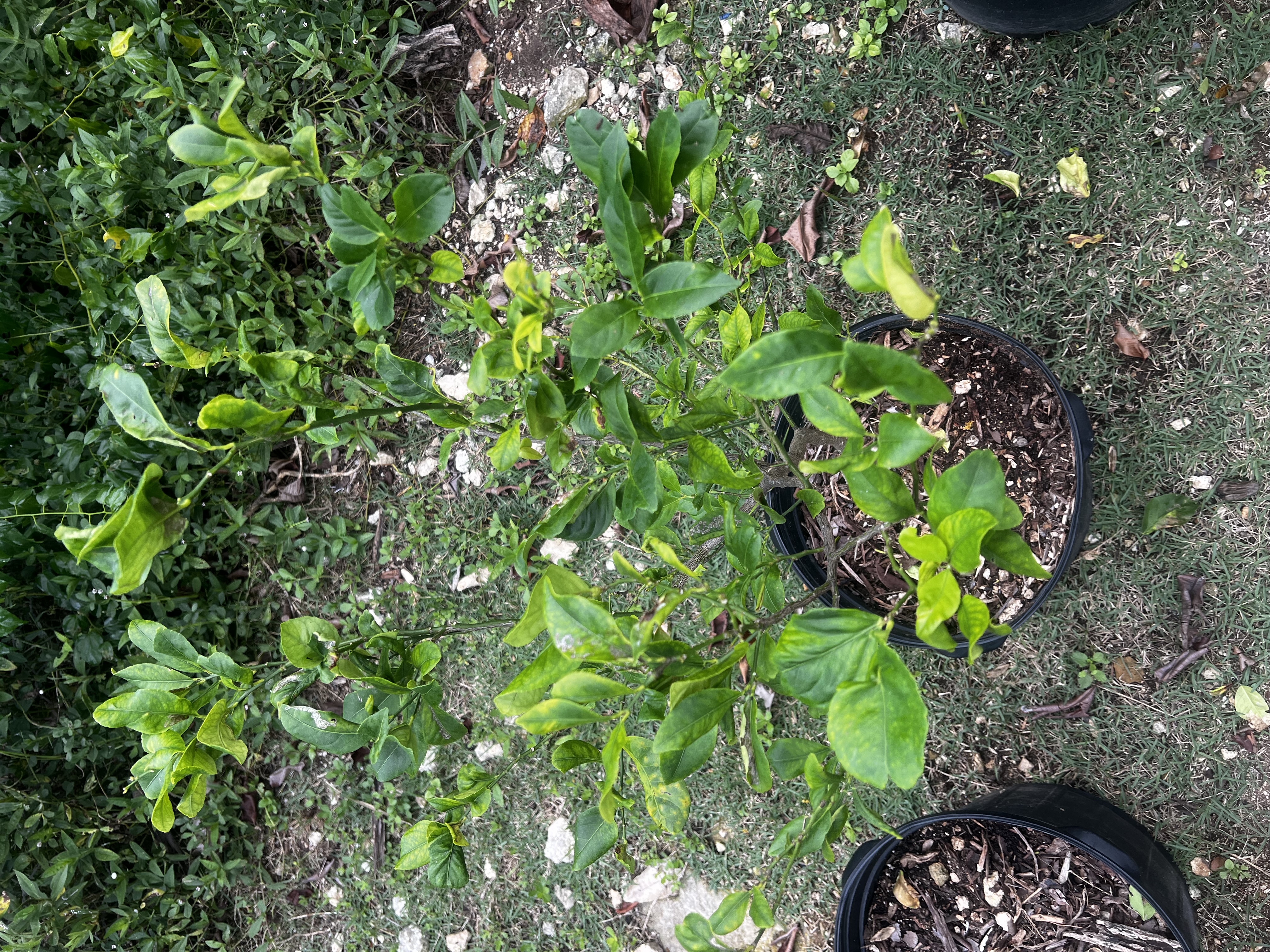 Lemon Tree view 3