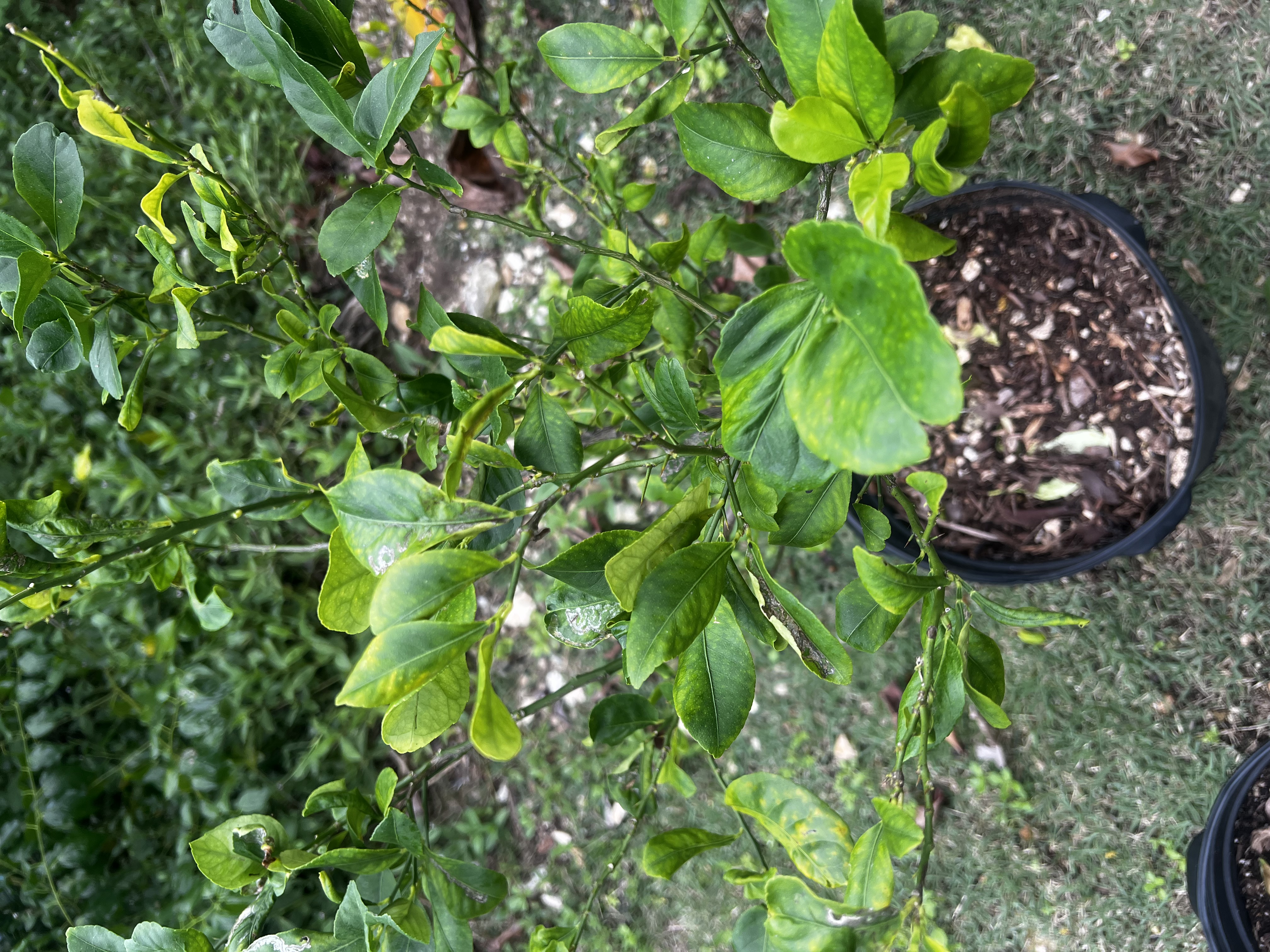 Lemon Tree
