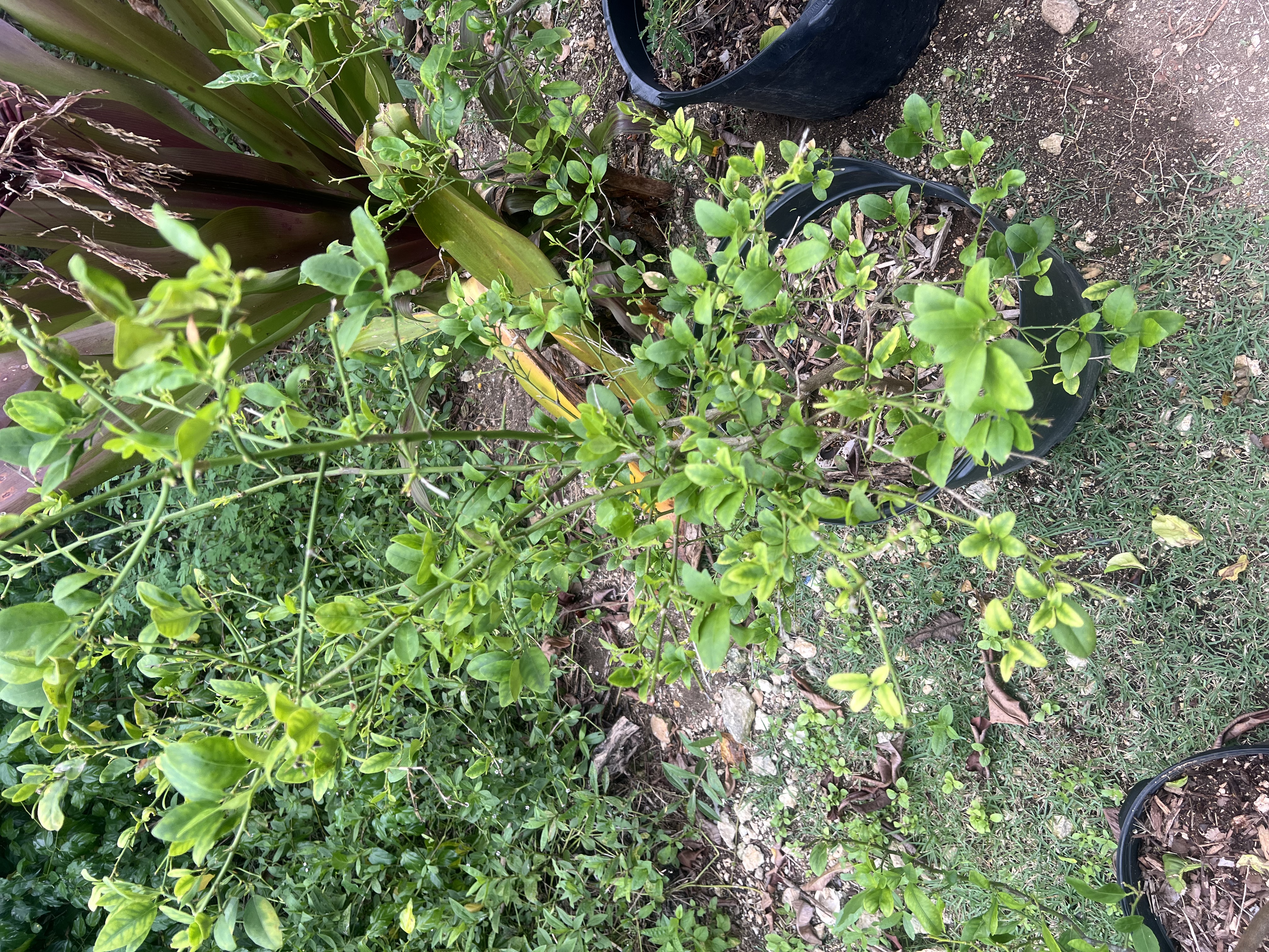 Lime Tree