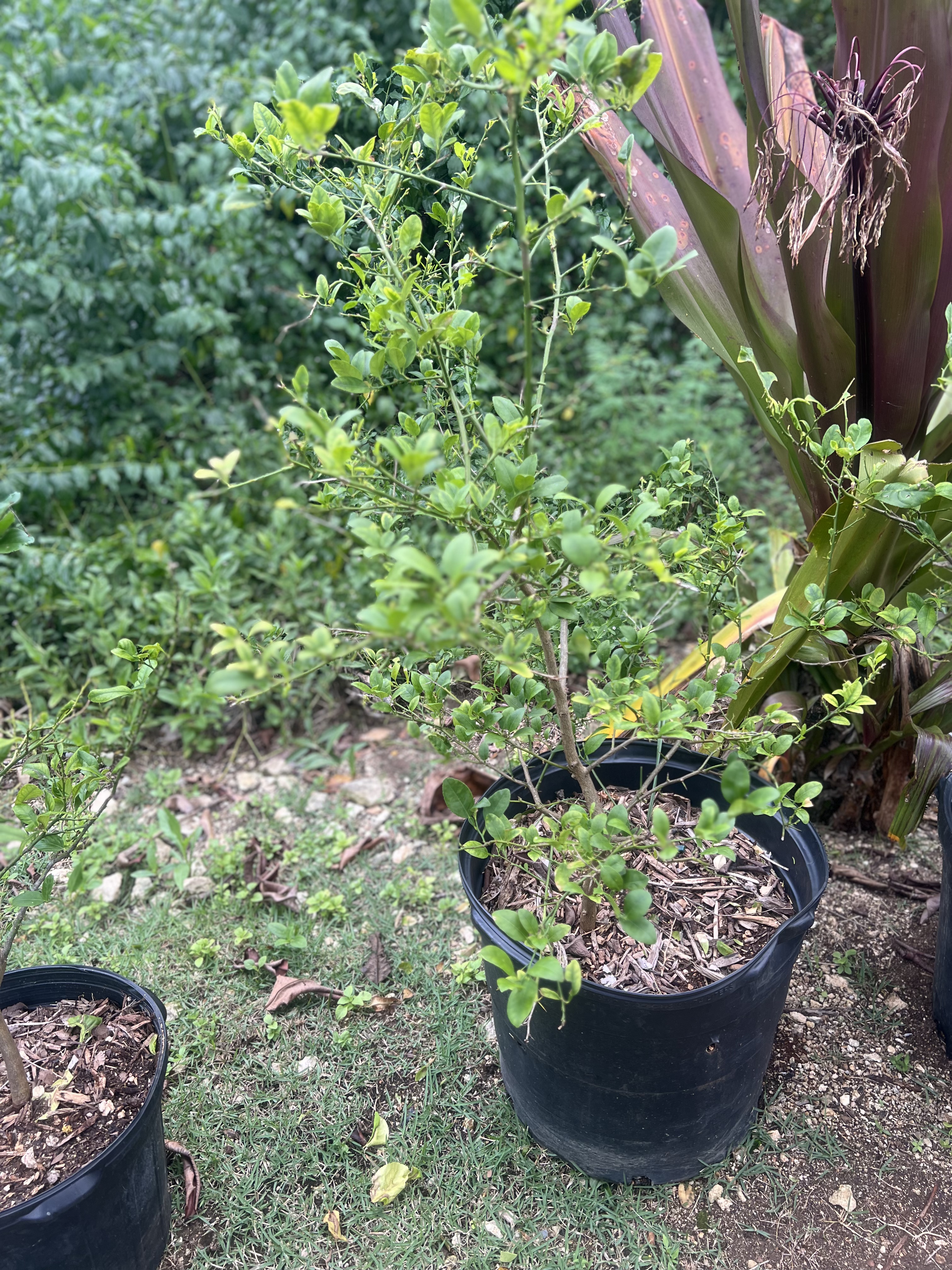 Lime Tree view 2