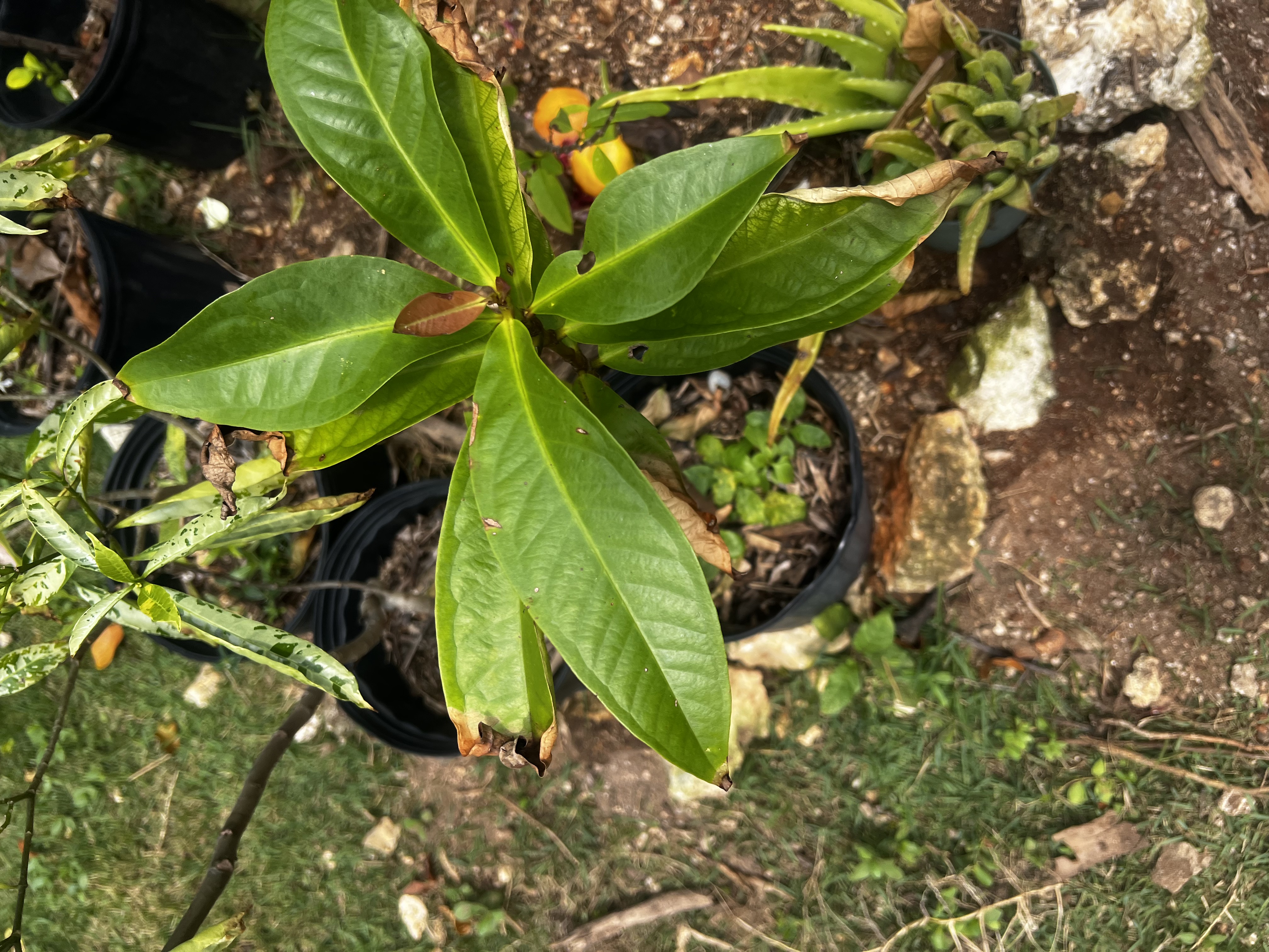 Jamaican Apple Tree