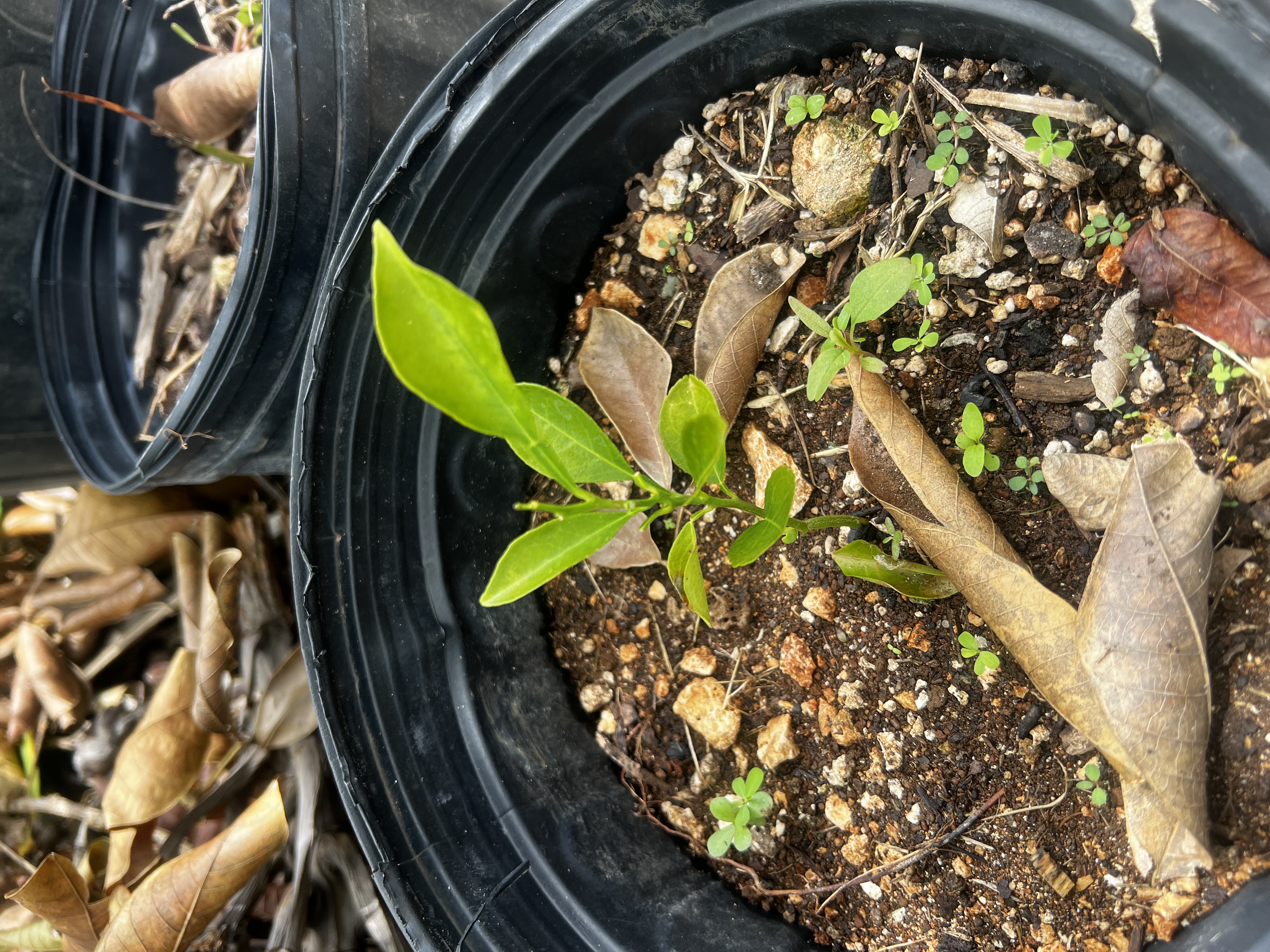 Common Orange Tree