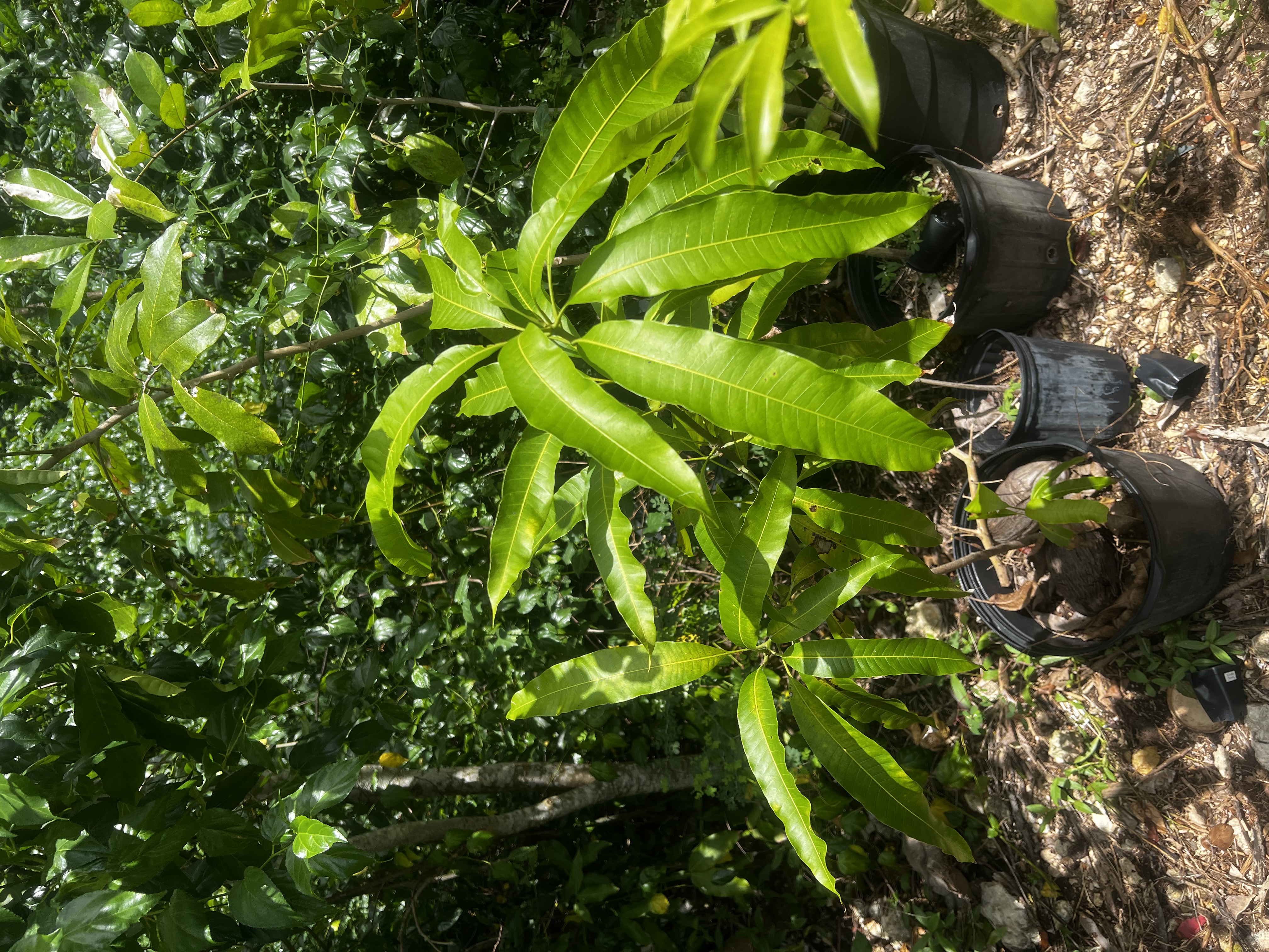 East Indian Mango Tree view 2