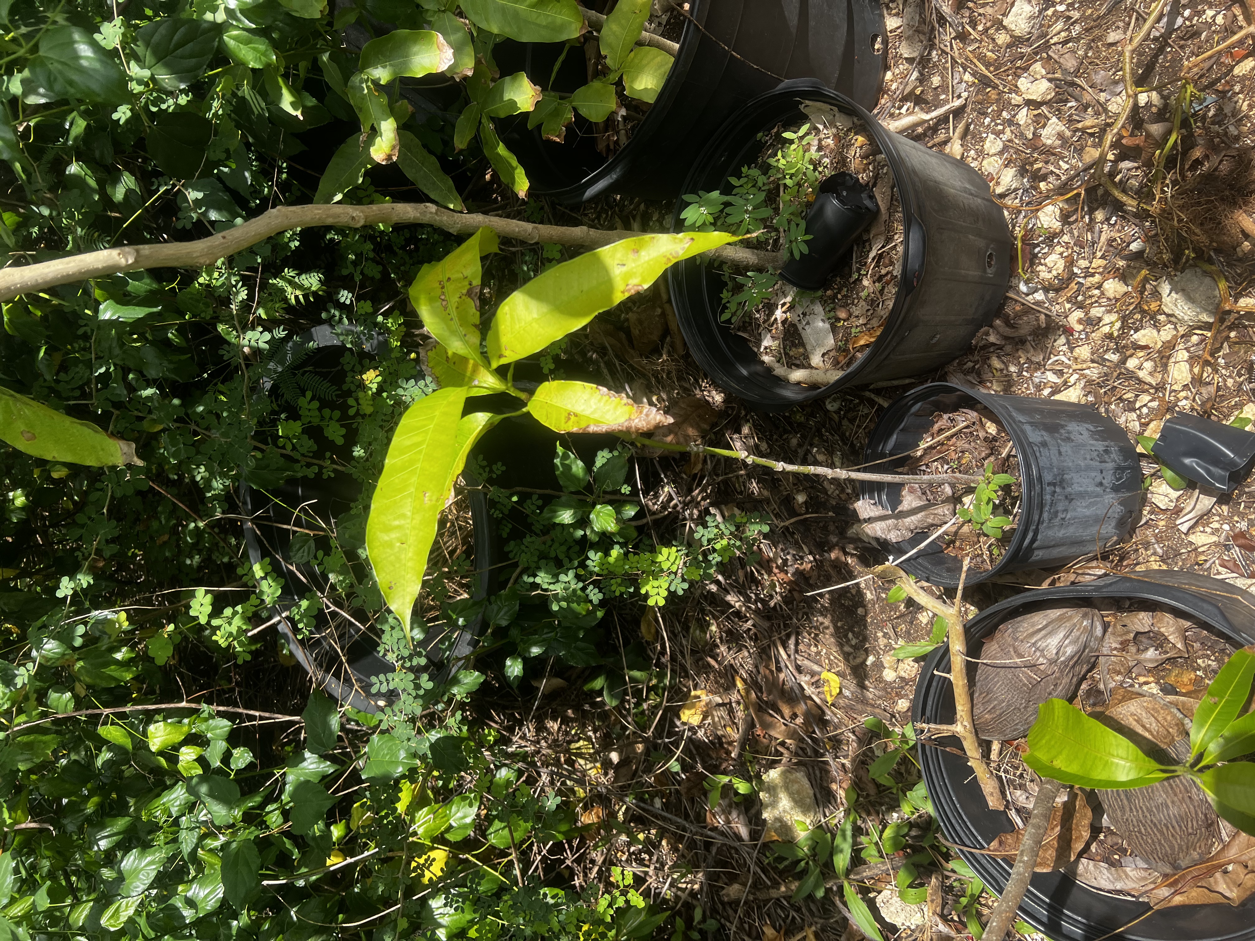 East Indian Mango Tree view 4