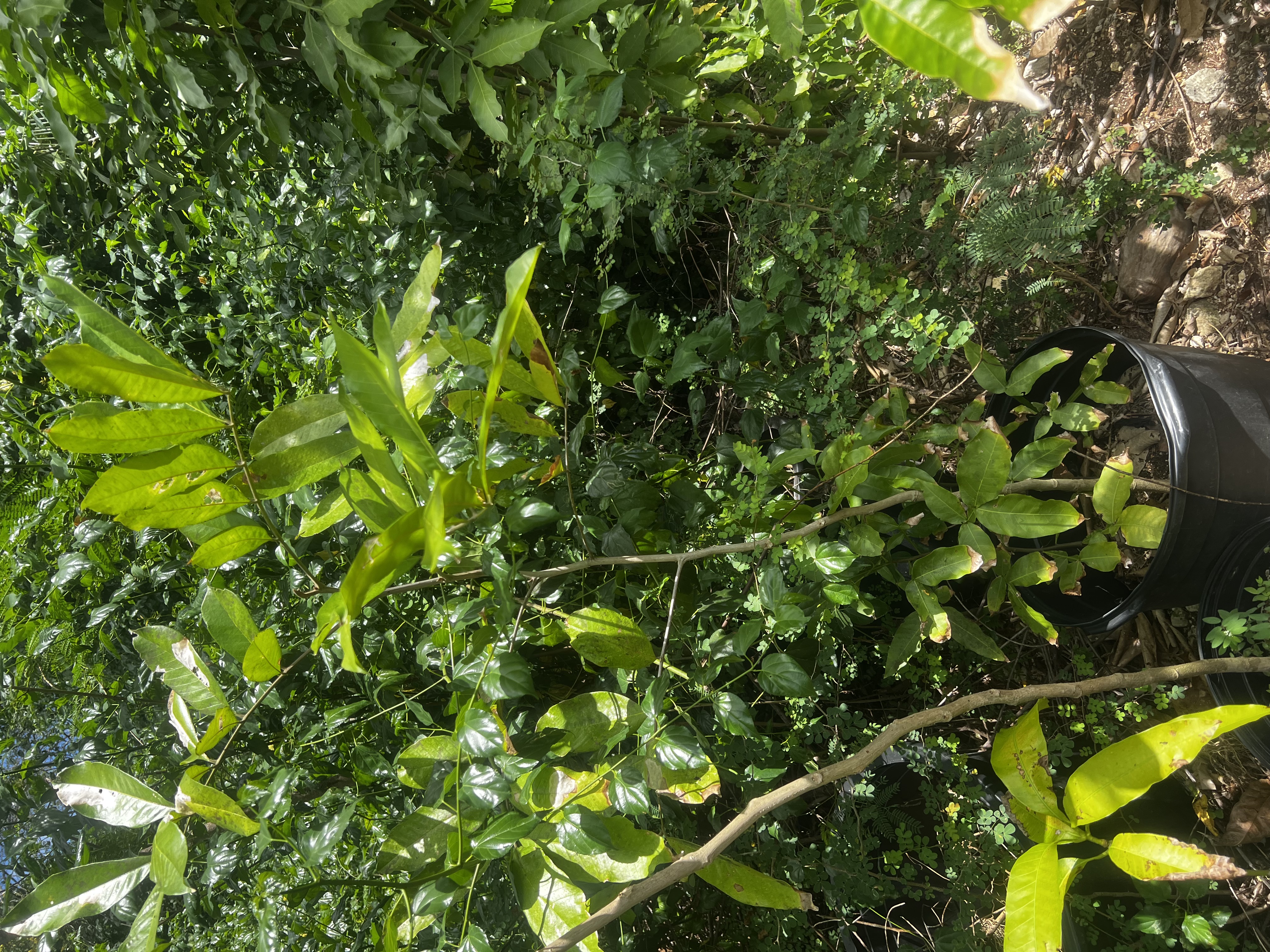 East Indian Mango Tree view 3
