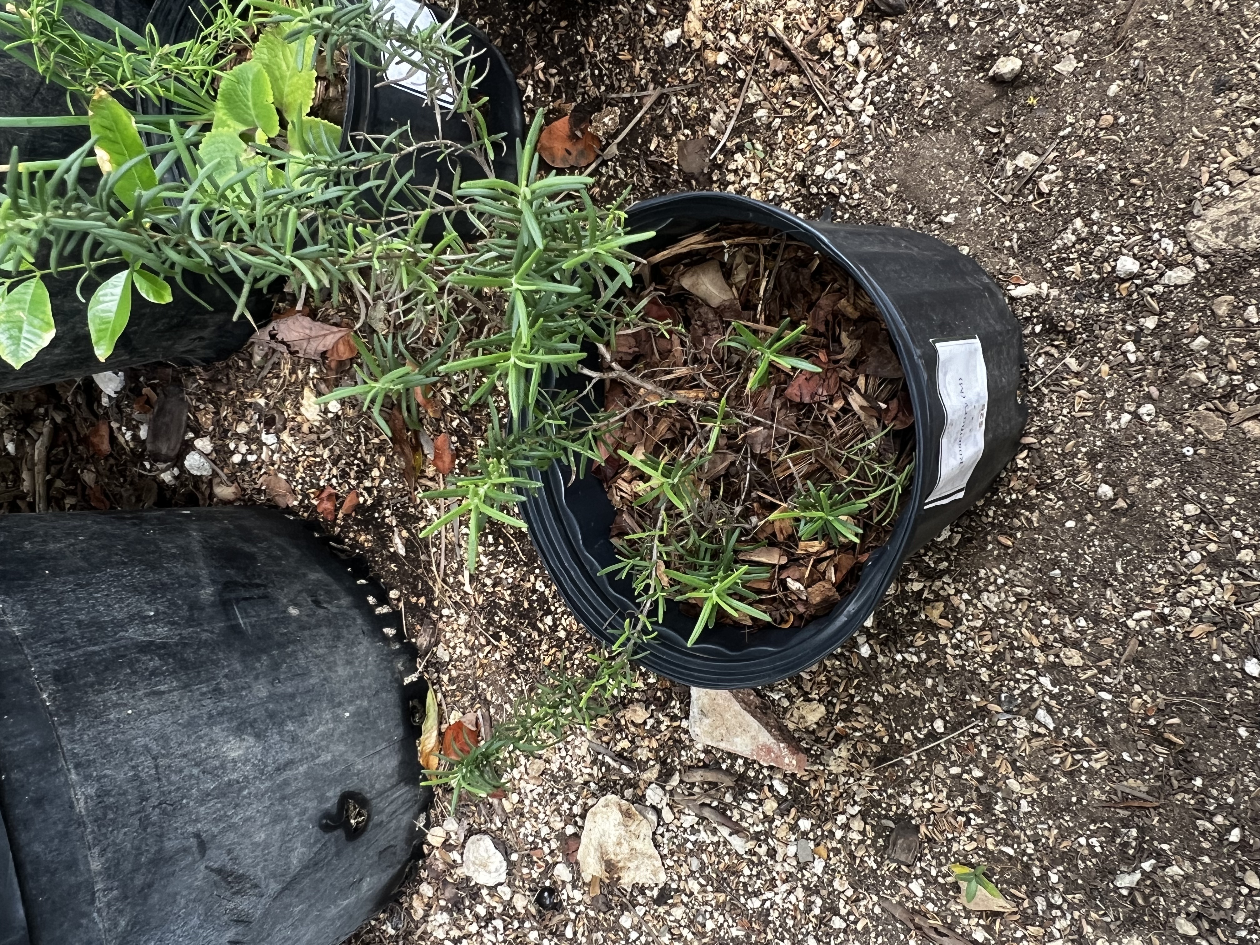 Rosemary view 2