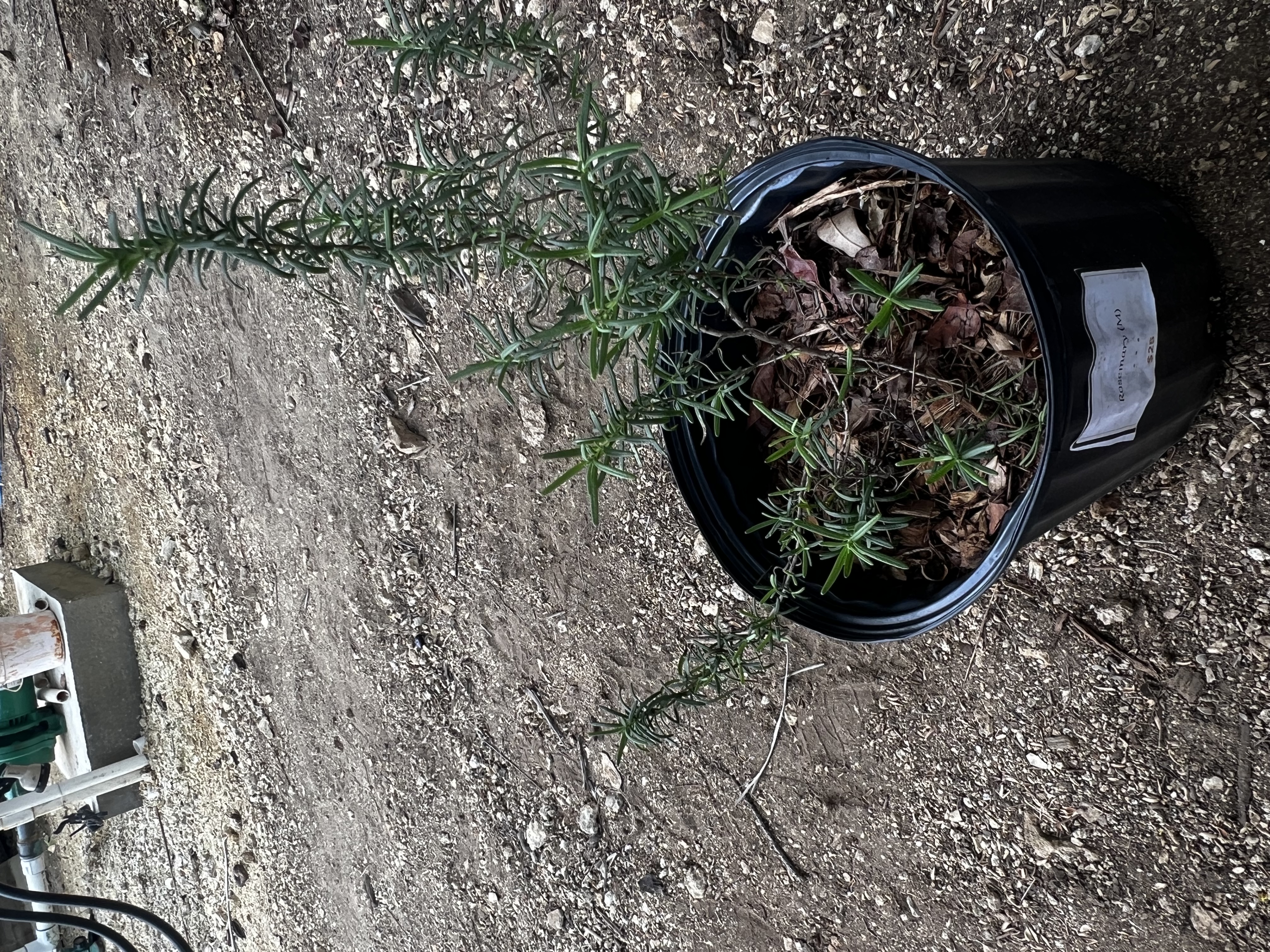 Rosemary view 3