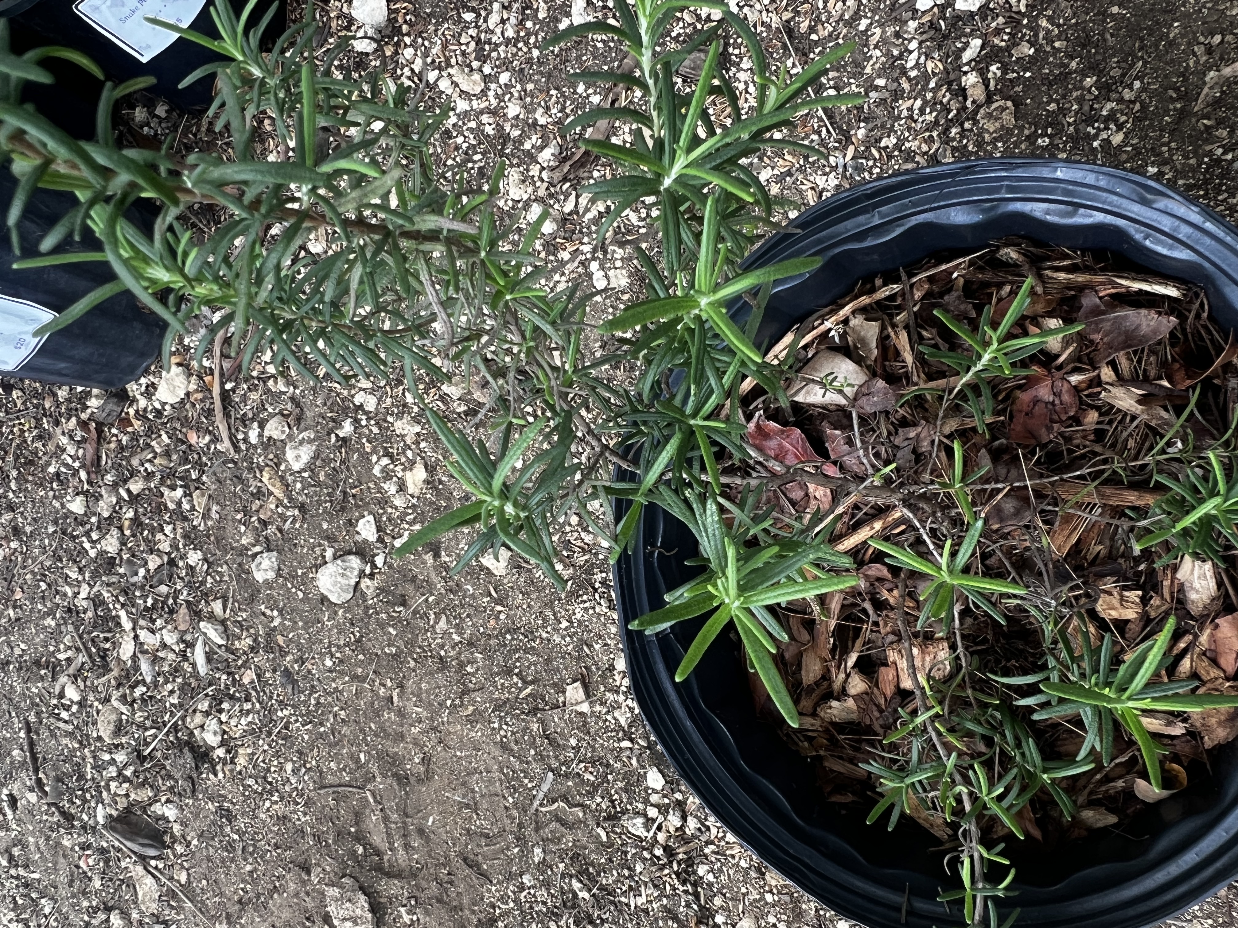 Rosemary