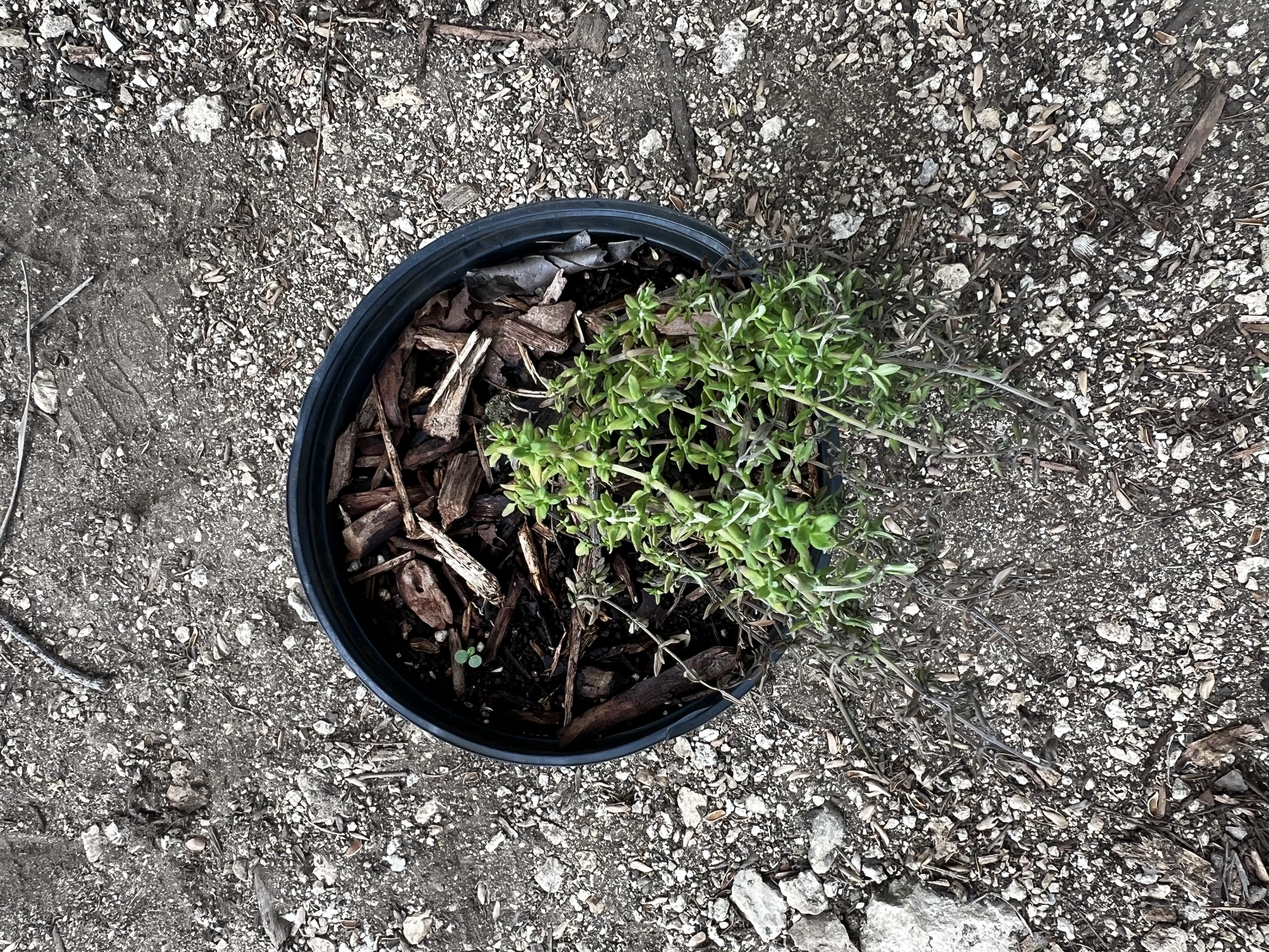 Thyme view 2