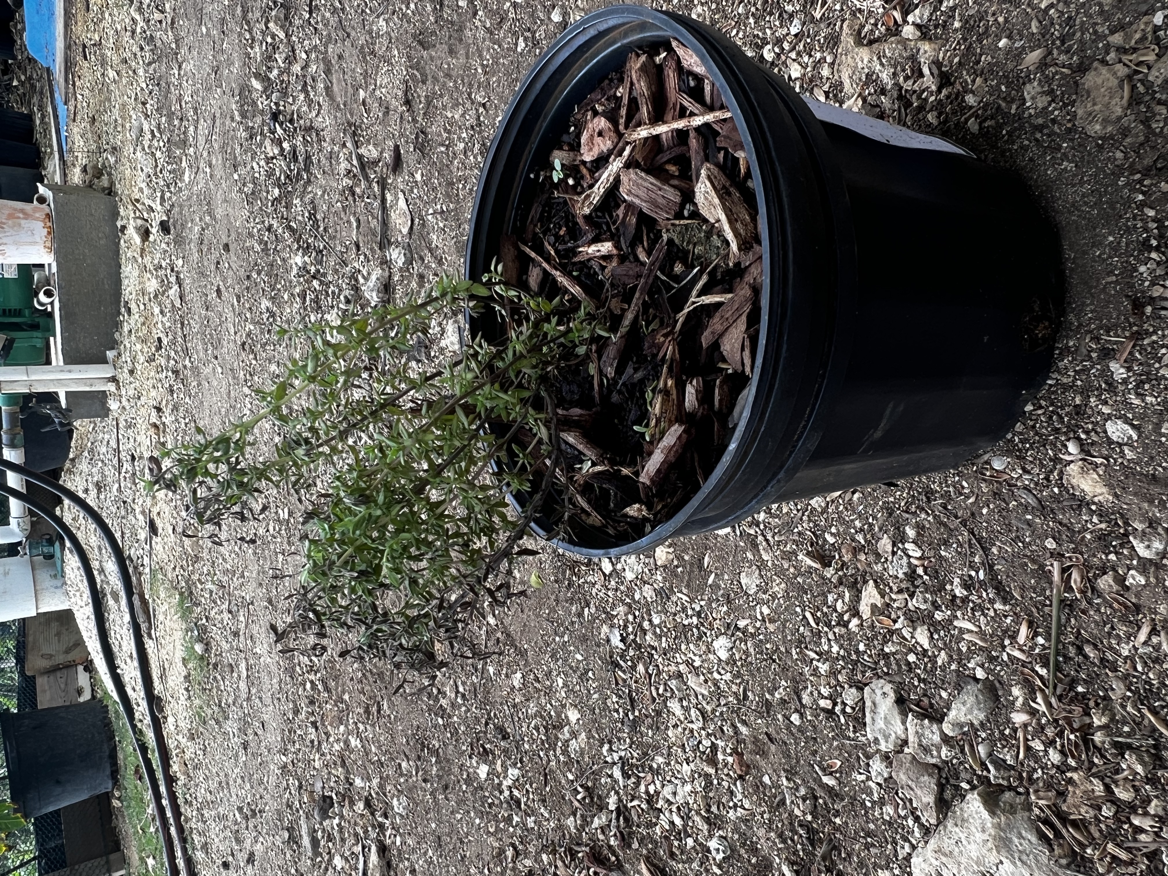 Thyme