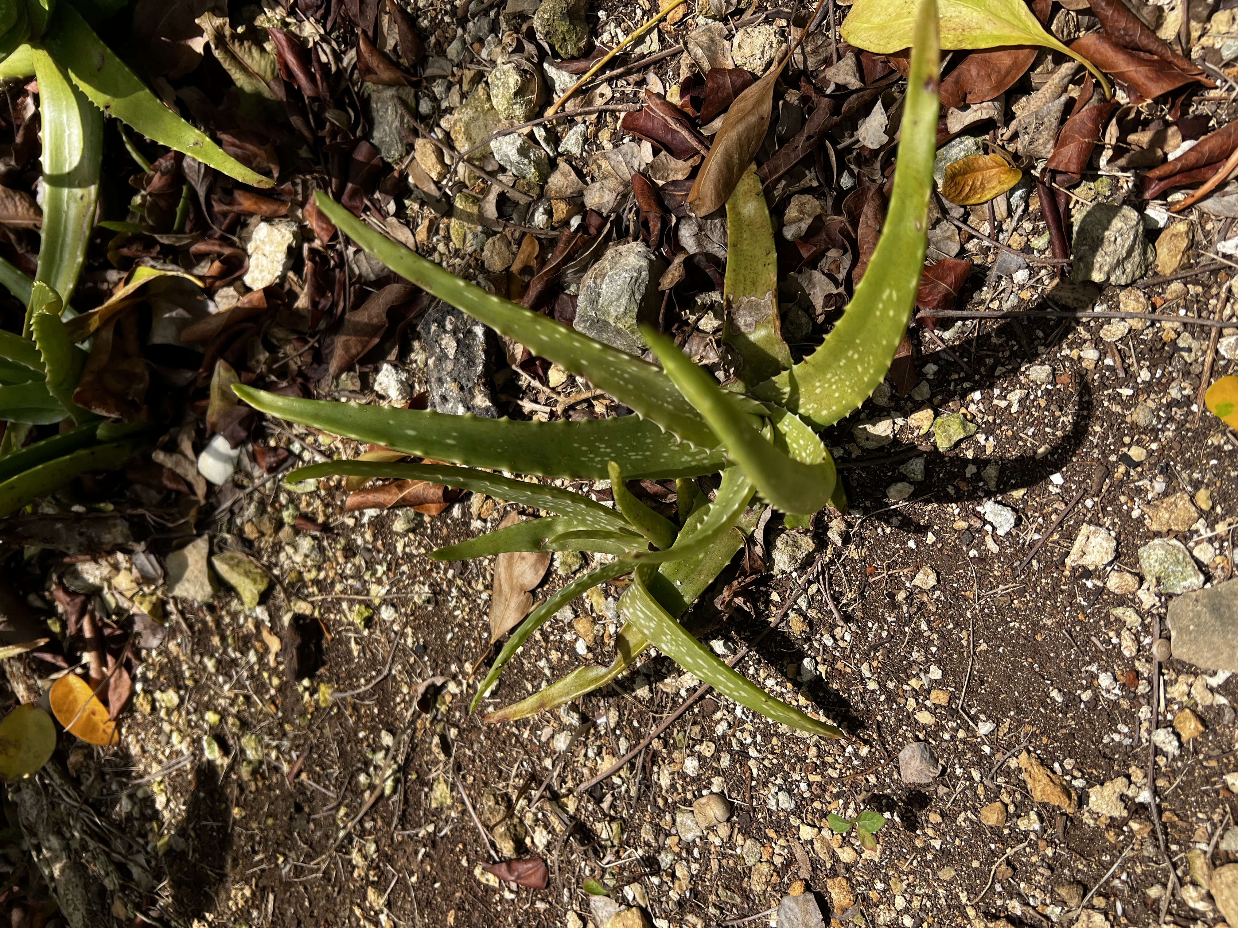 Aloe view 3