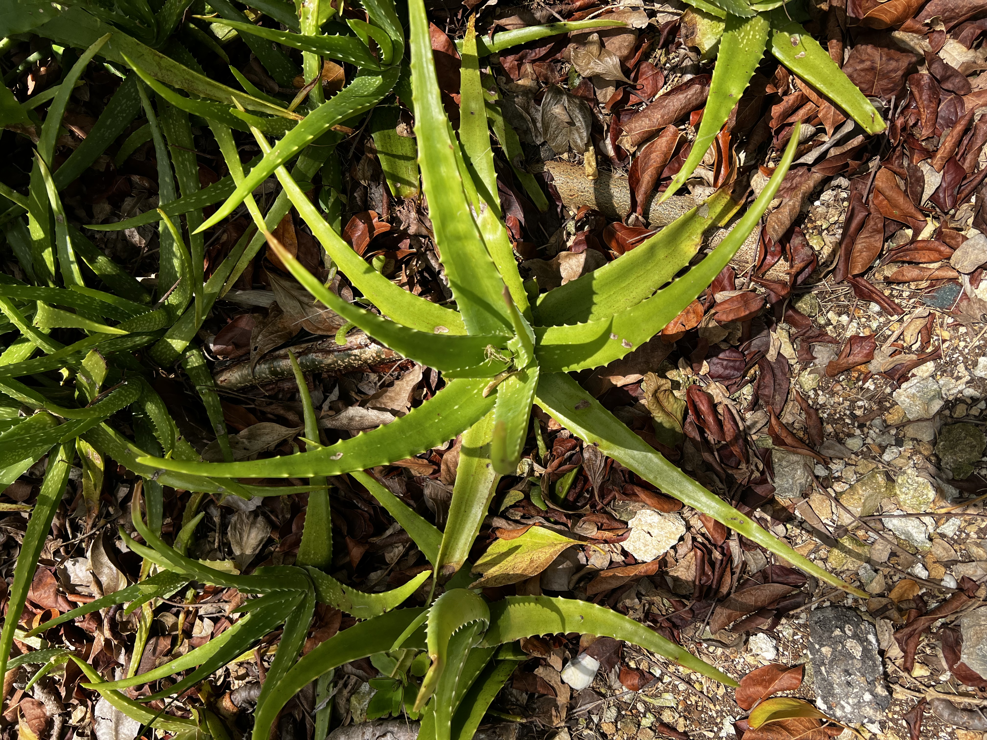 Aloe view 2