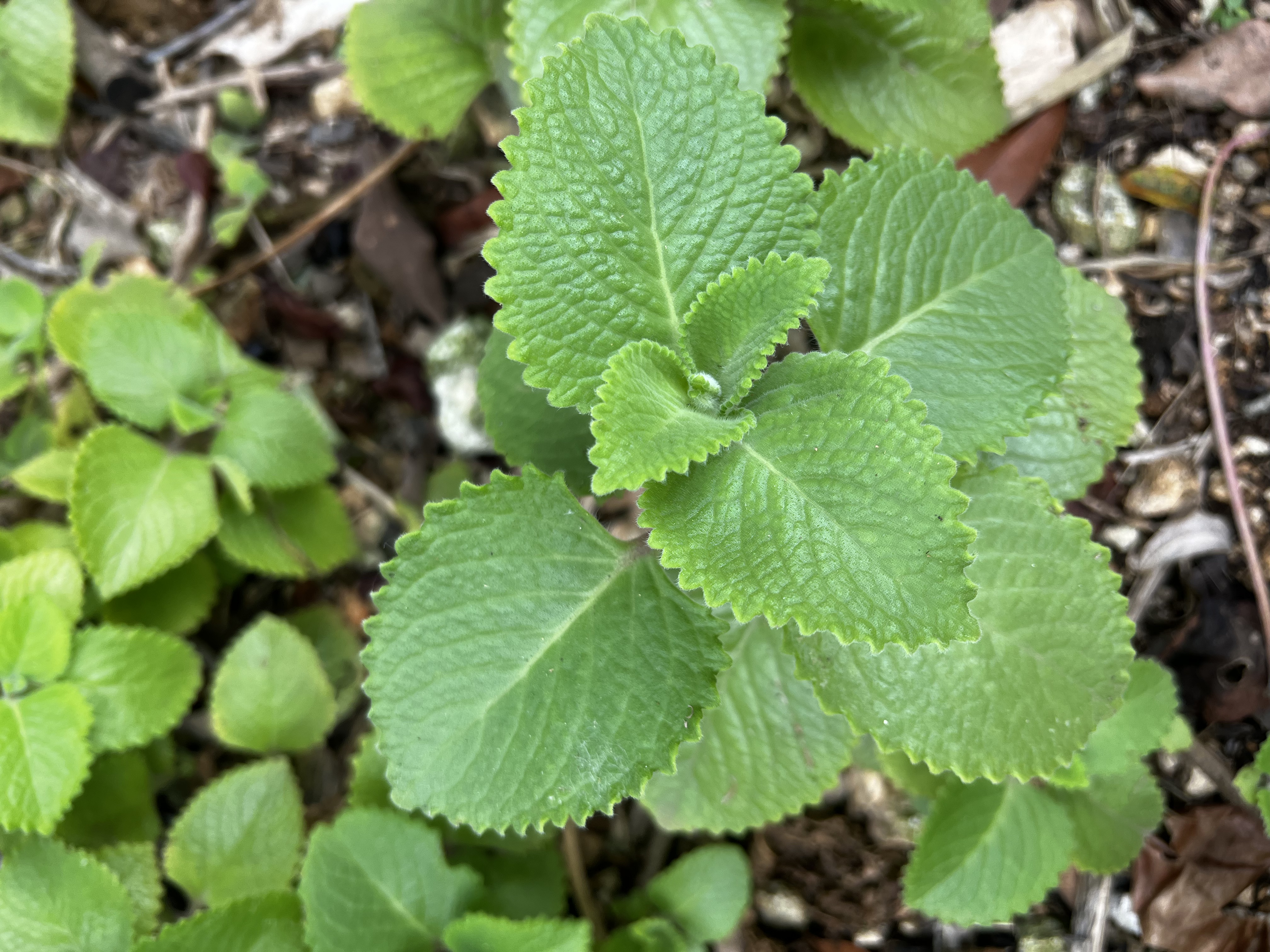 French Thyme view 2