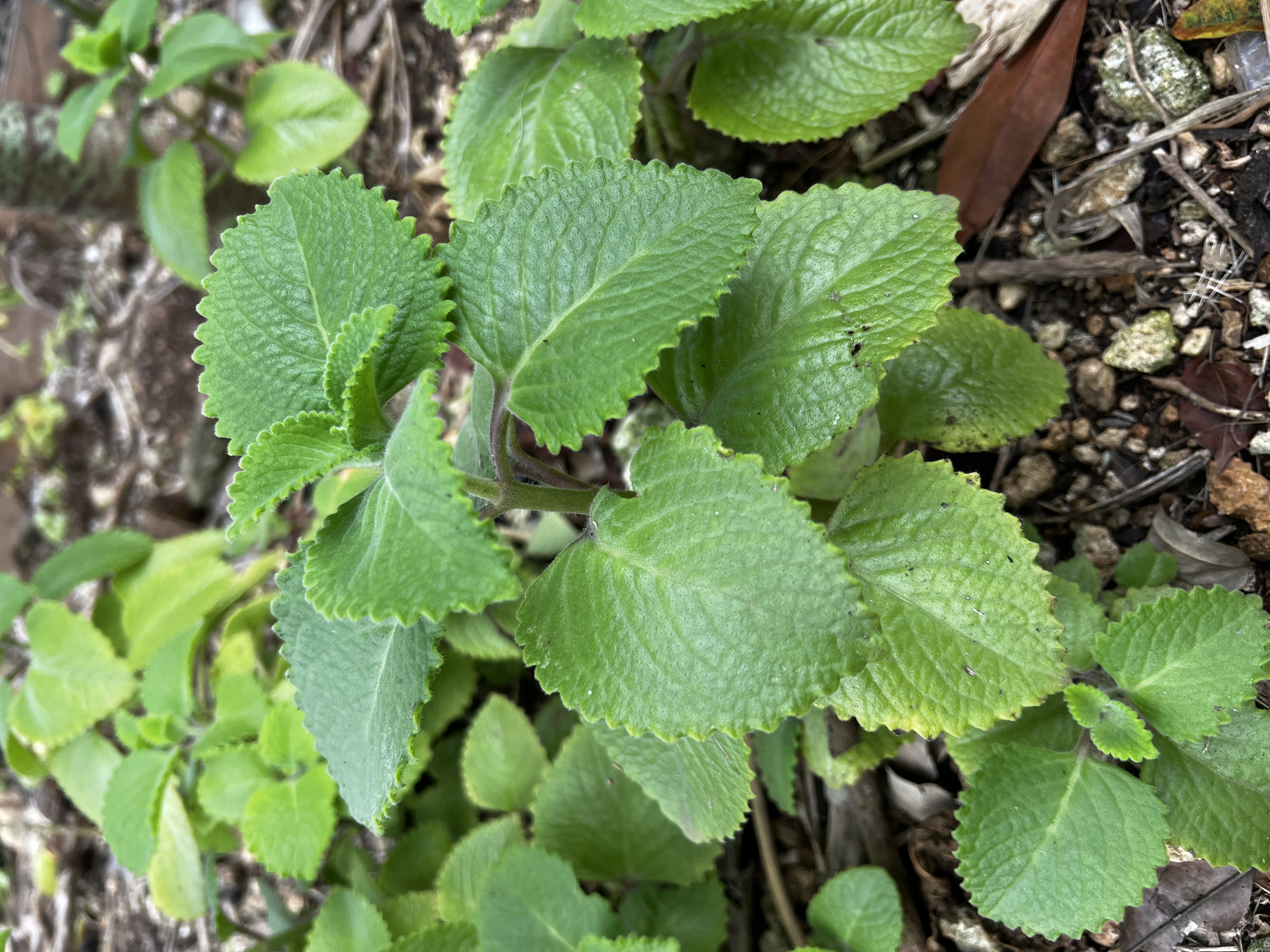 French Thyme