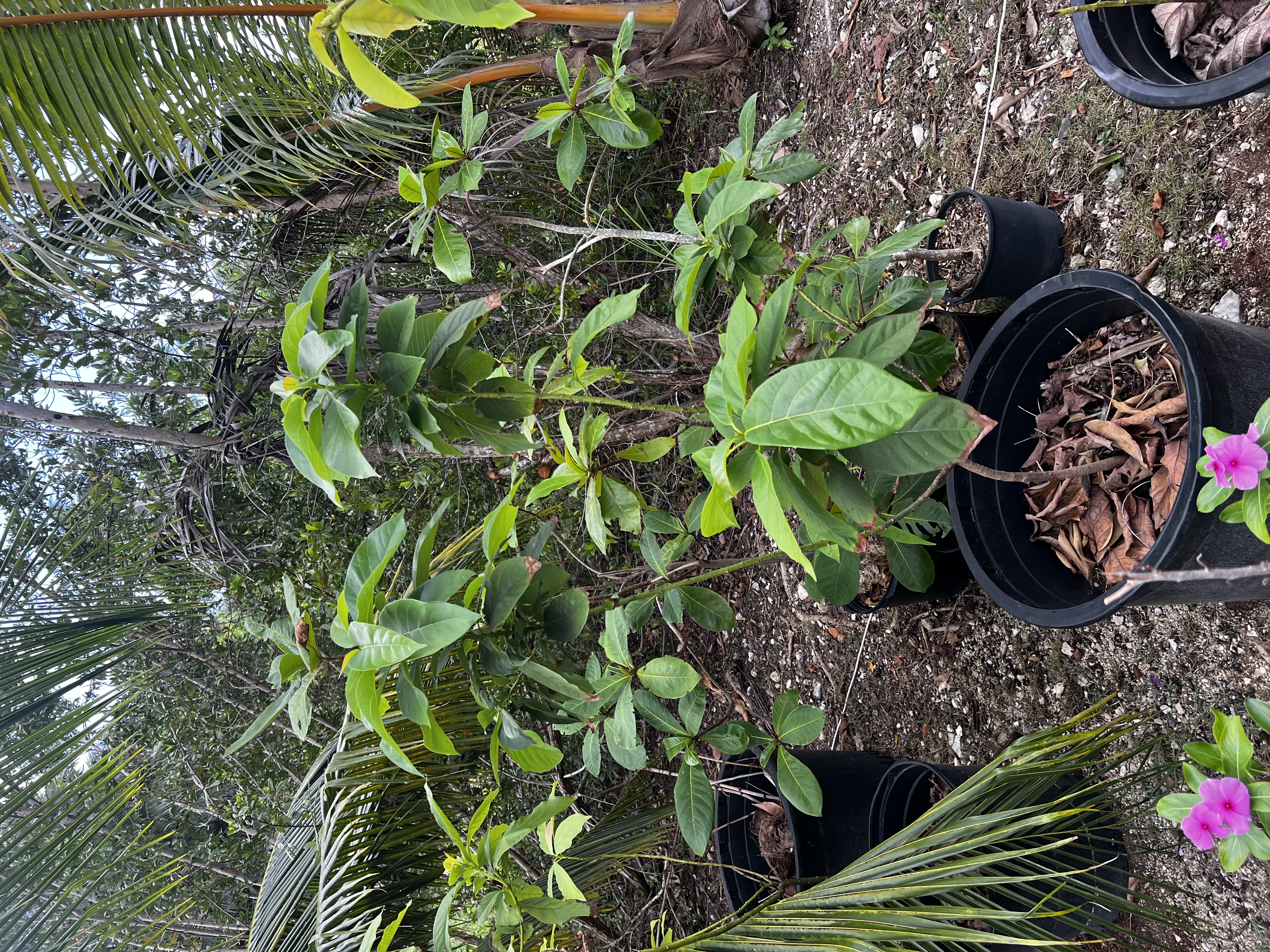 Avocado Tree