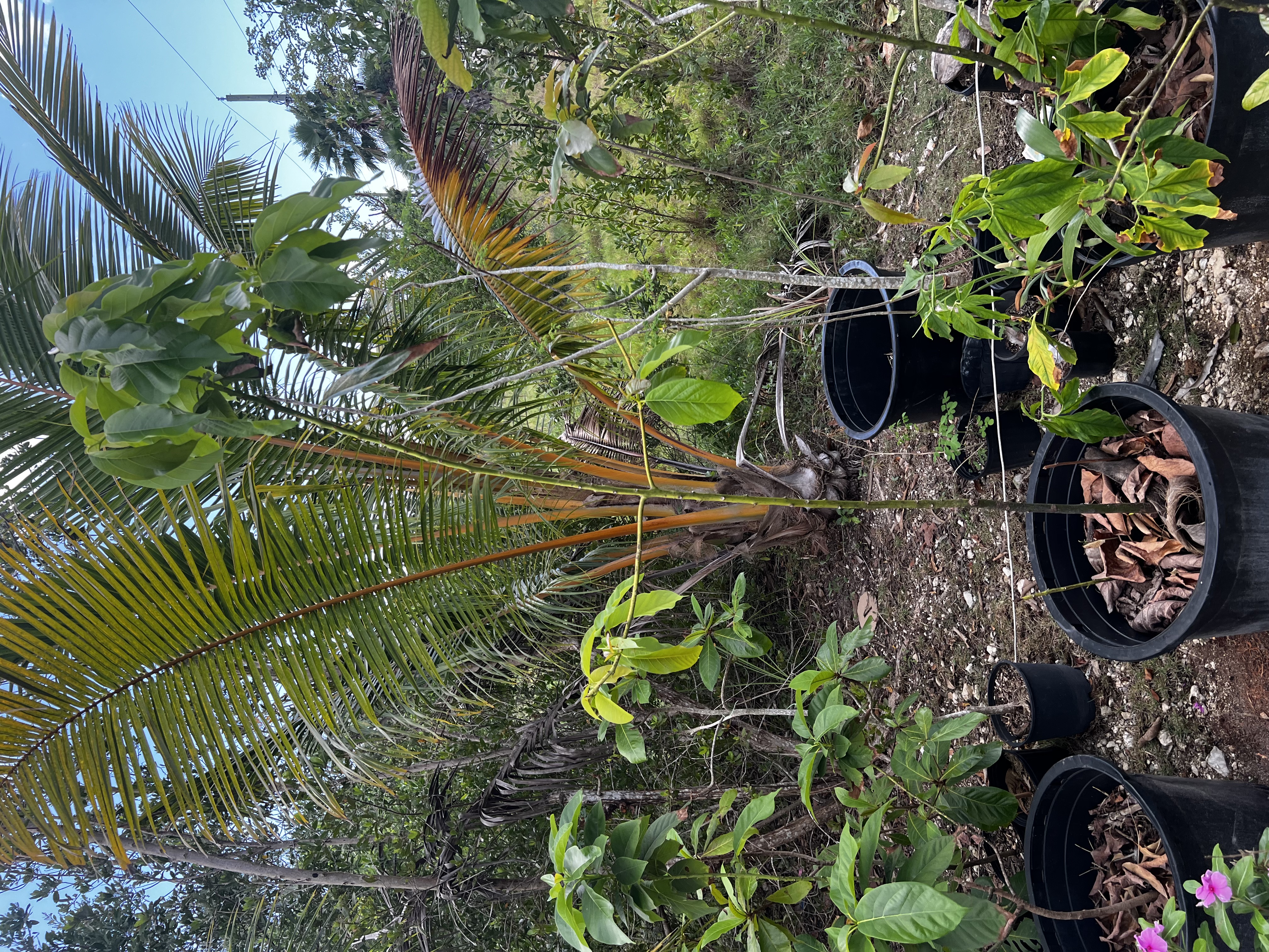 Avocado Tree view 2