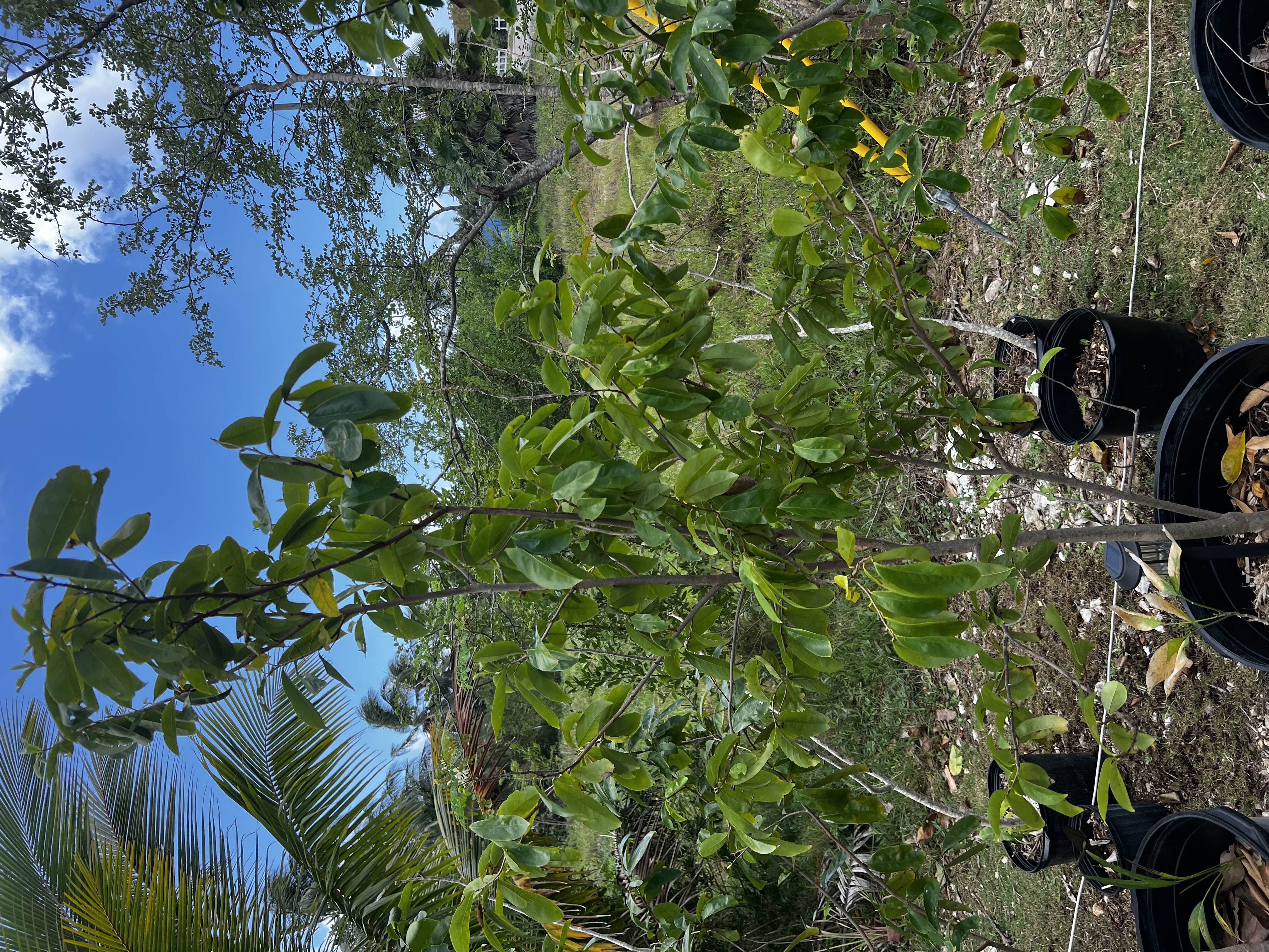Soursop Tree