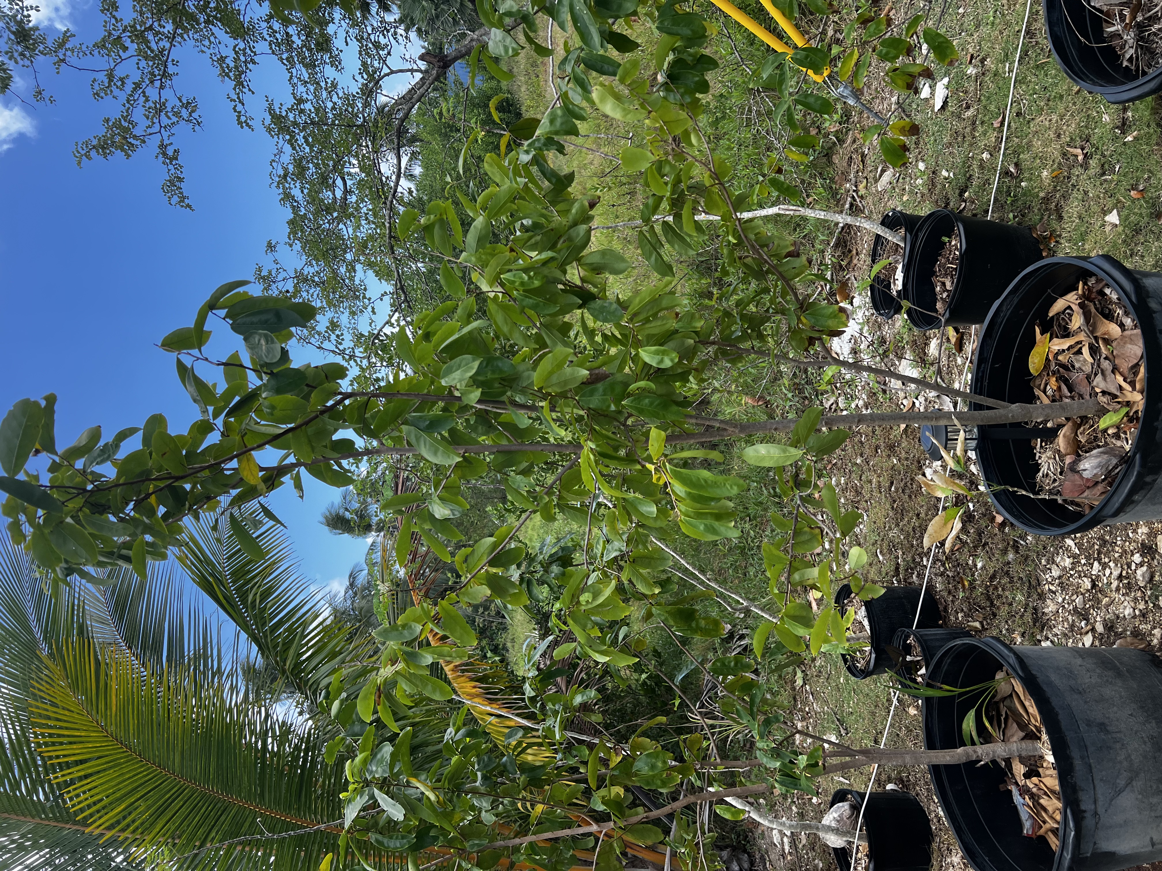Soursop Tree view 2