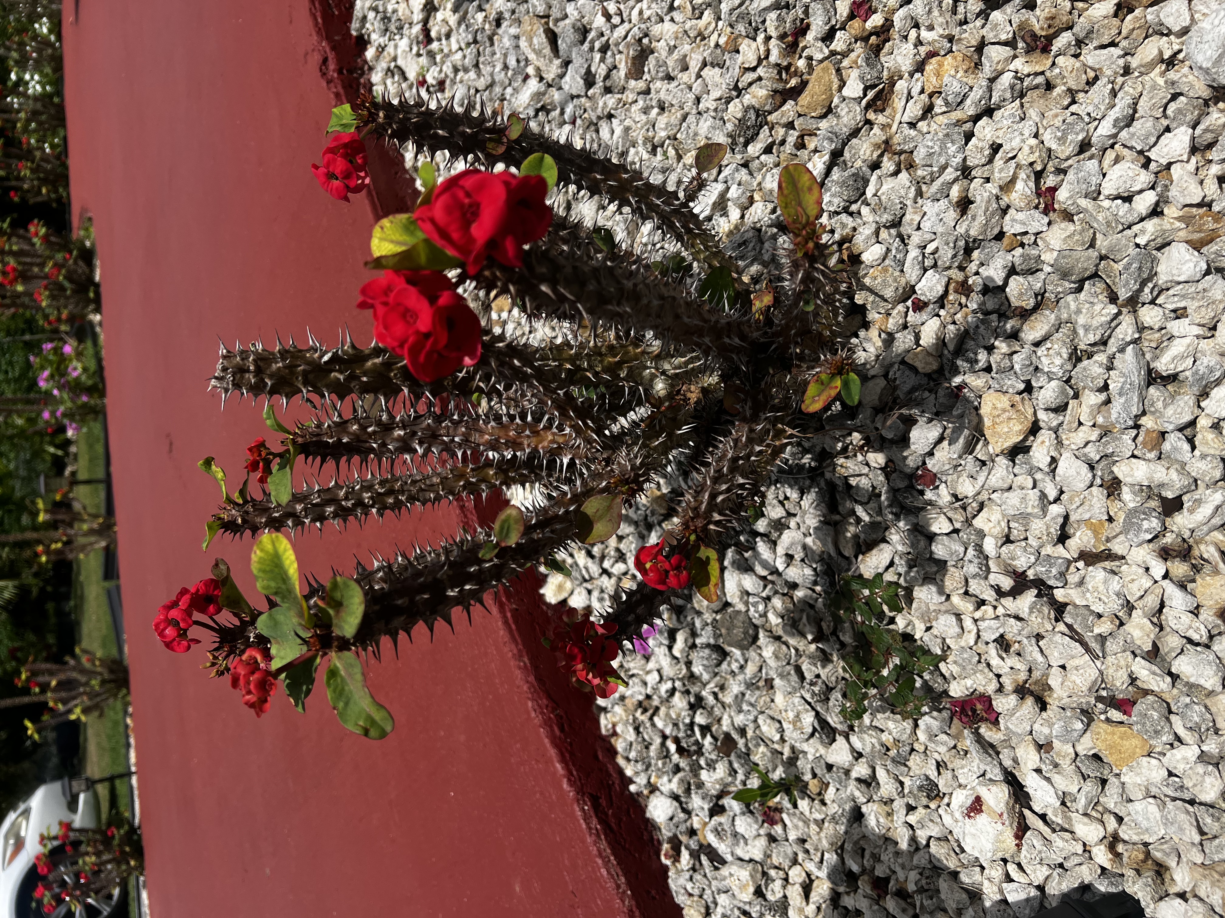 Crown of Thorns view 2