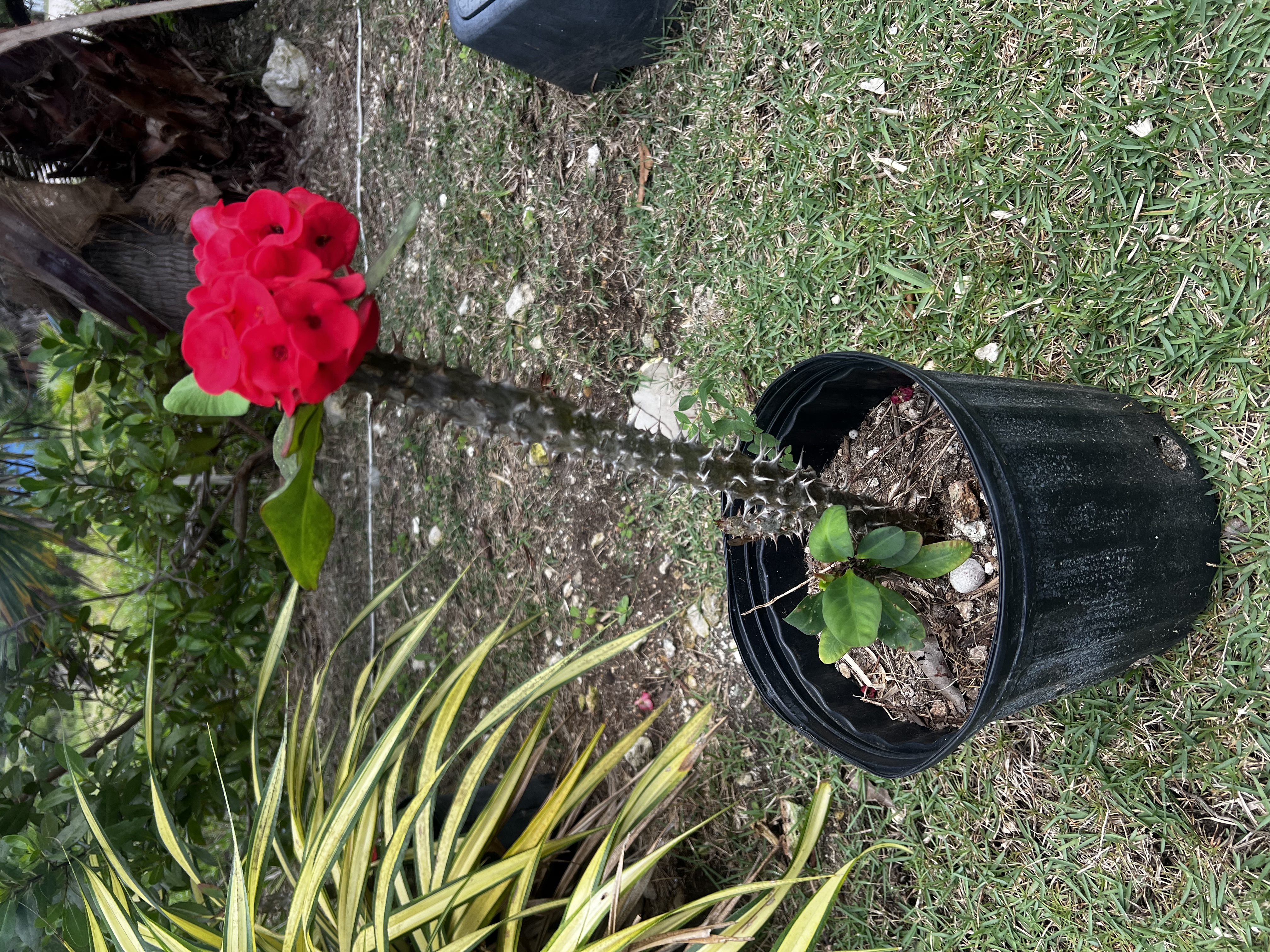 Crown of Thorns
