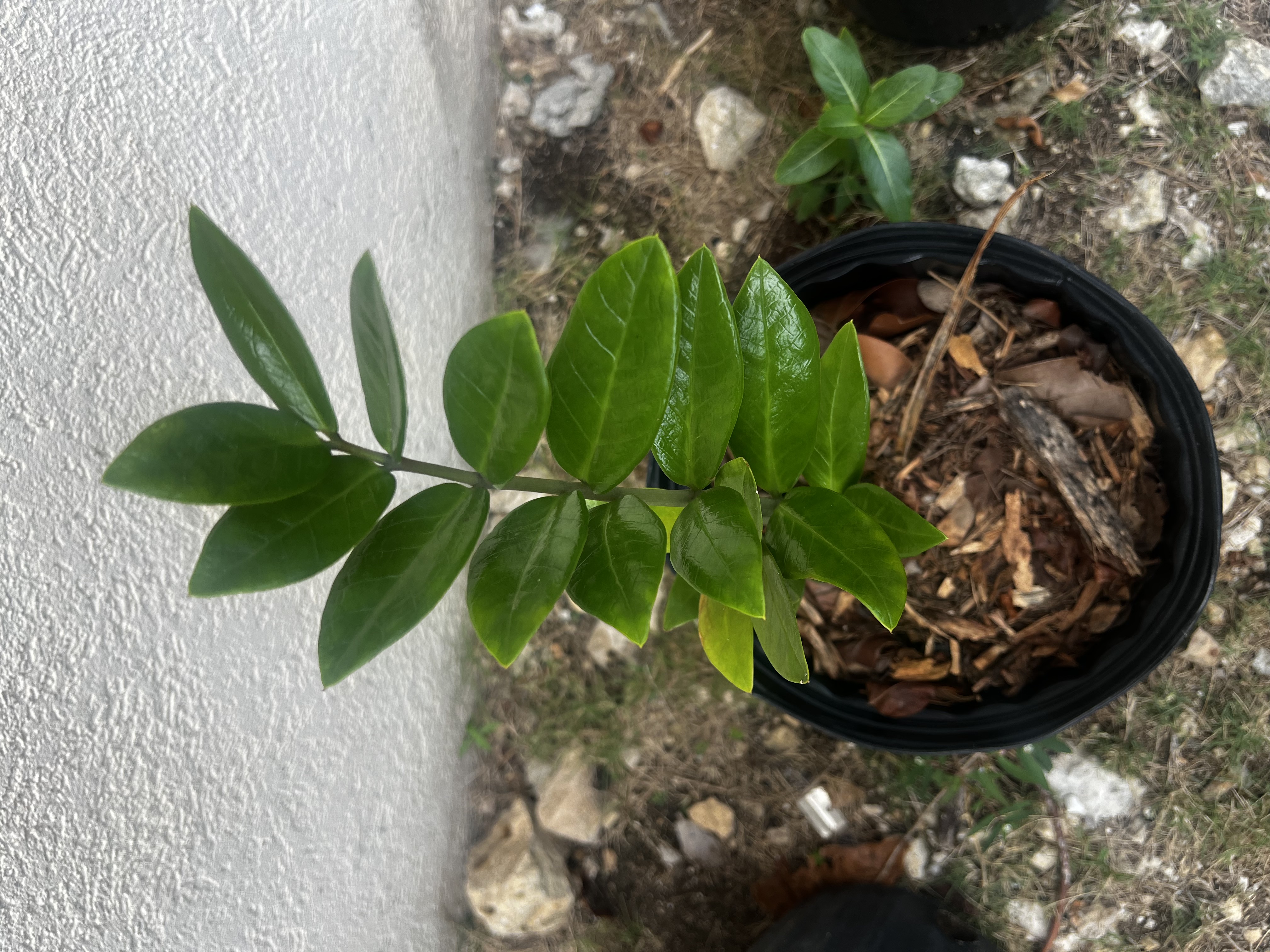 ZZ Plant
