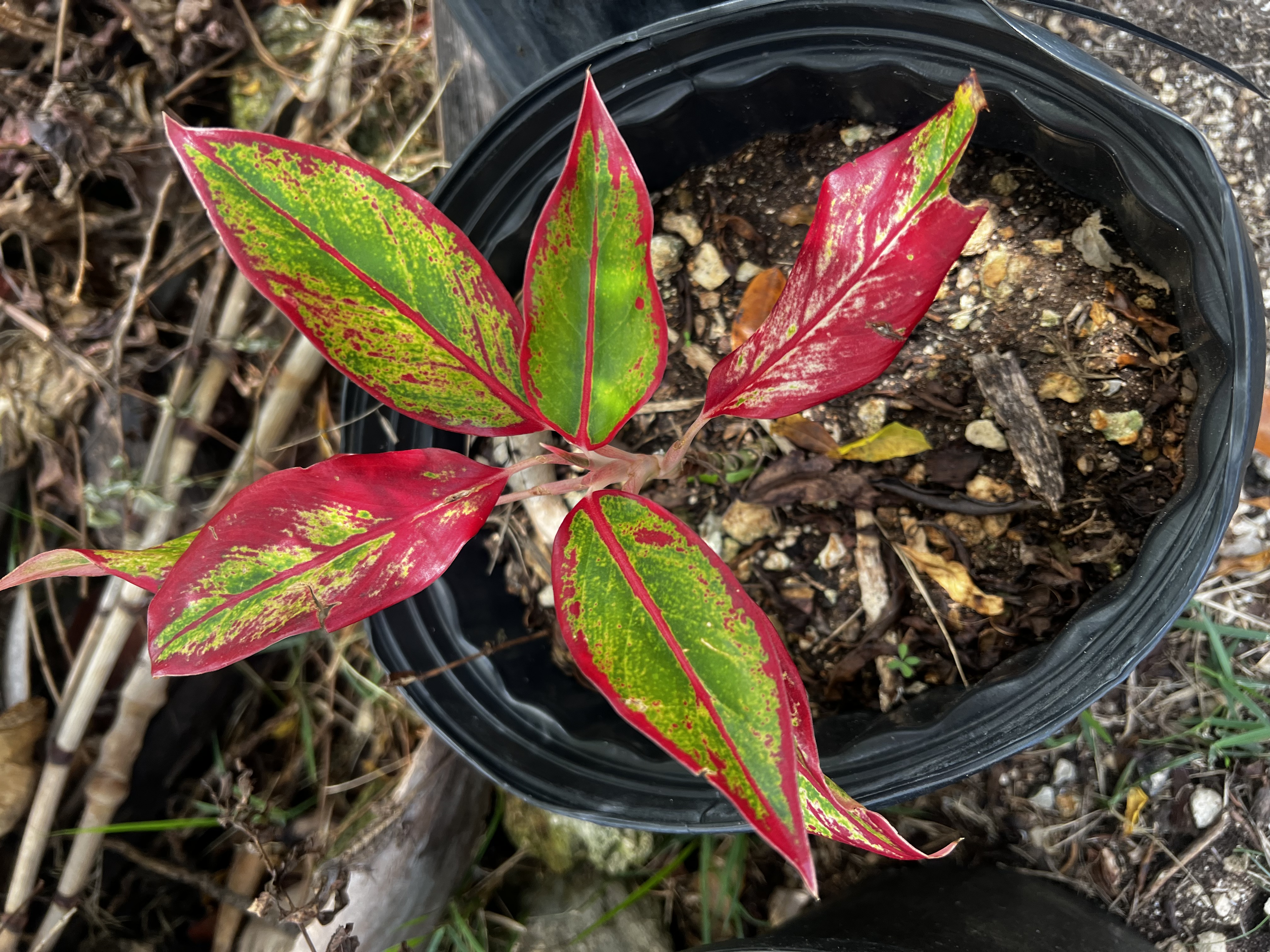 Red Leaf view 2
