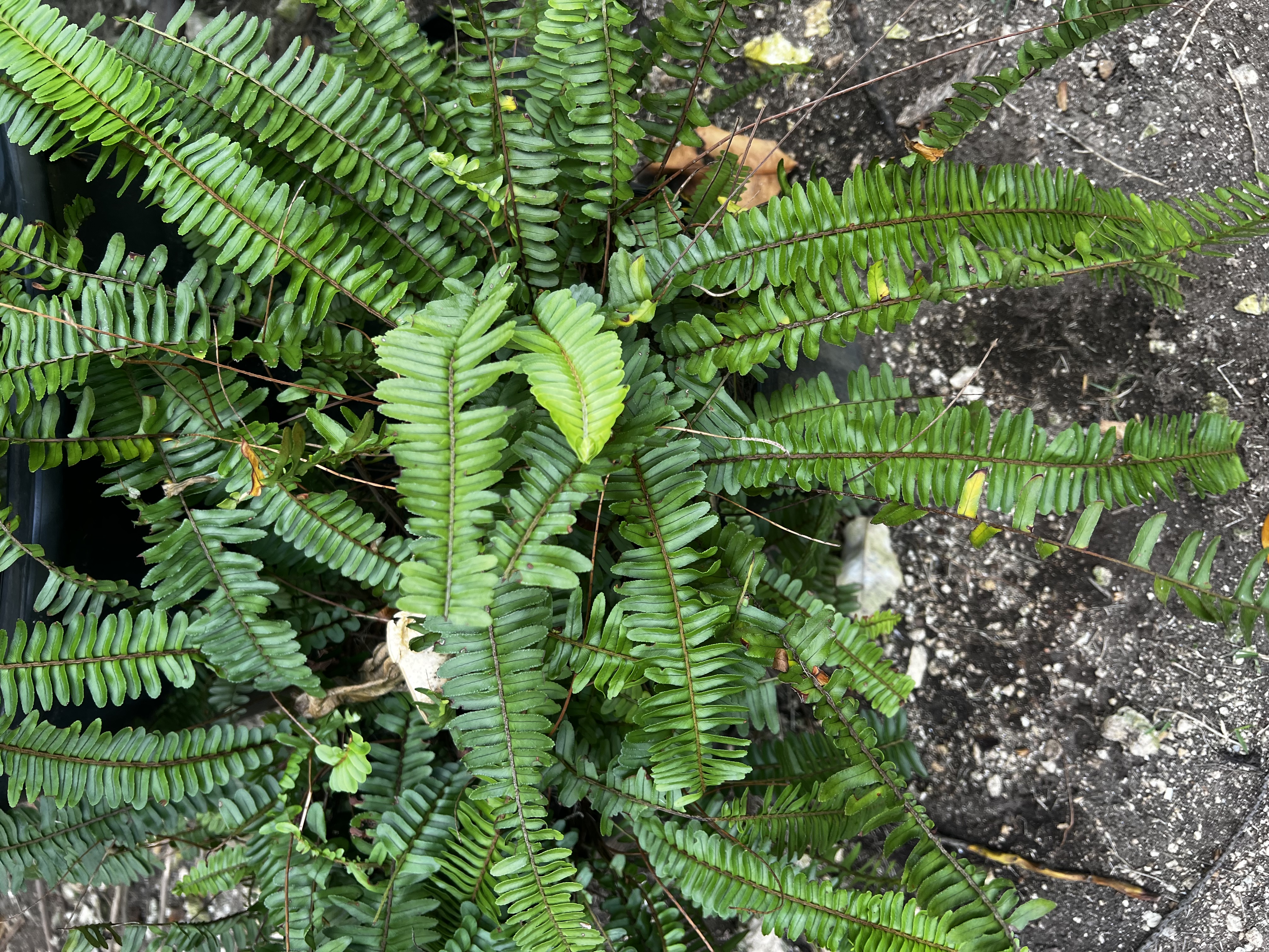 Fern