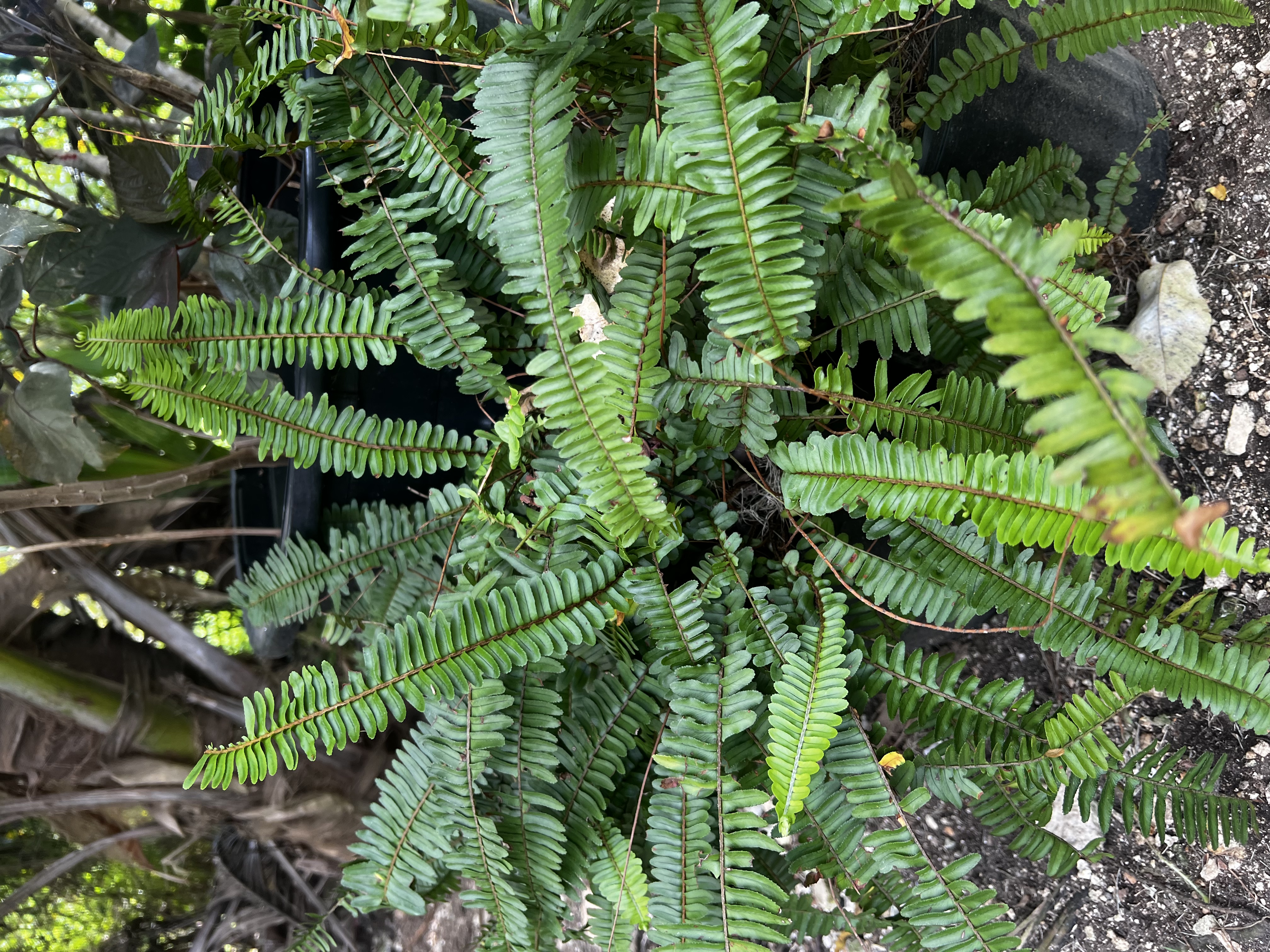 Fern view 3
