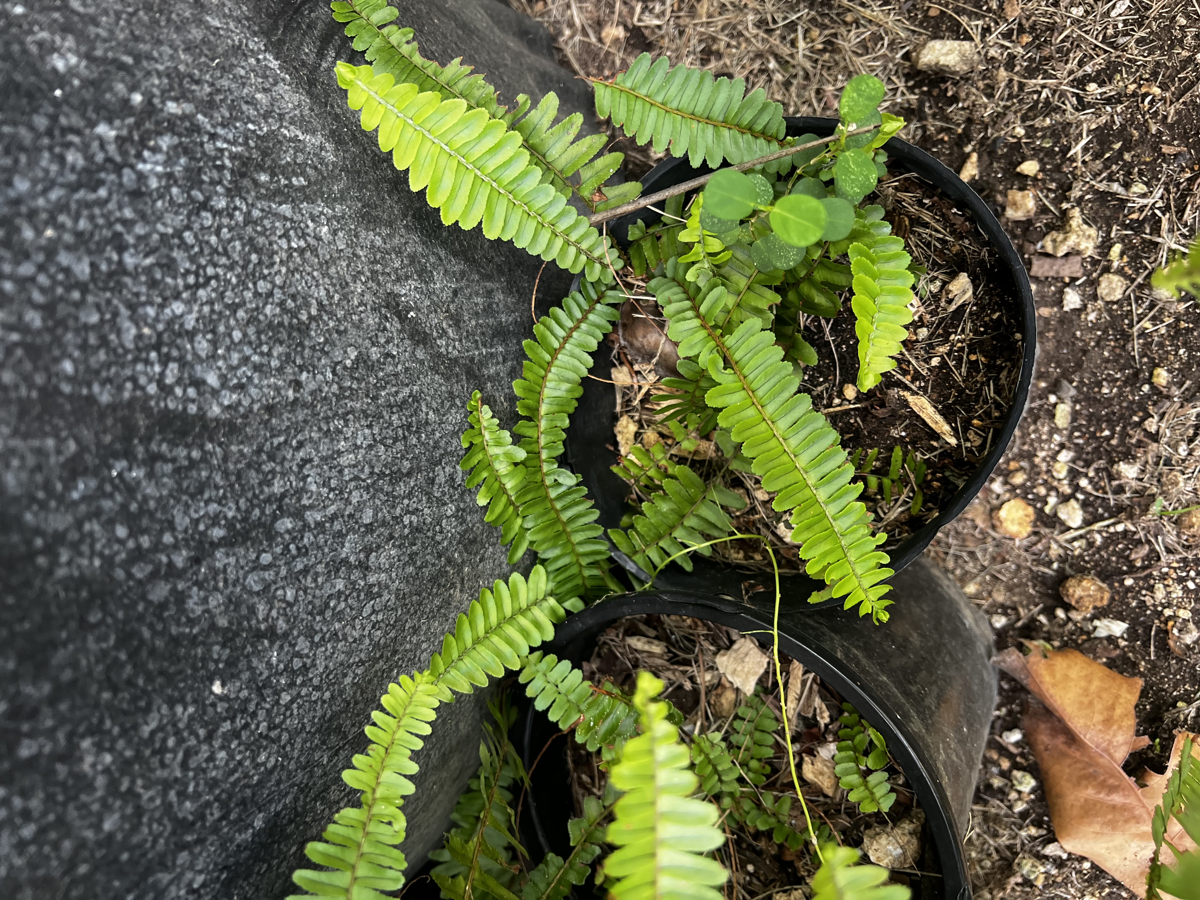 Fern view 4