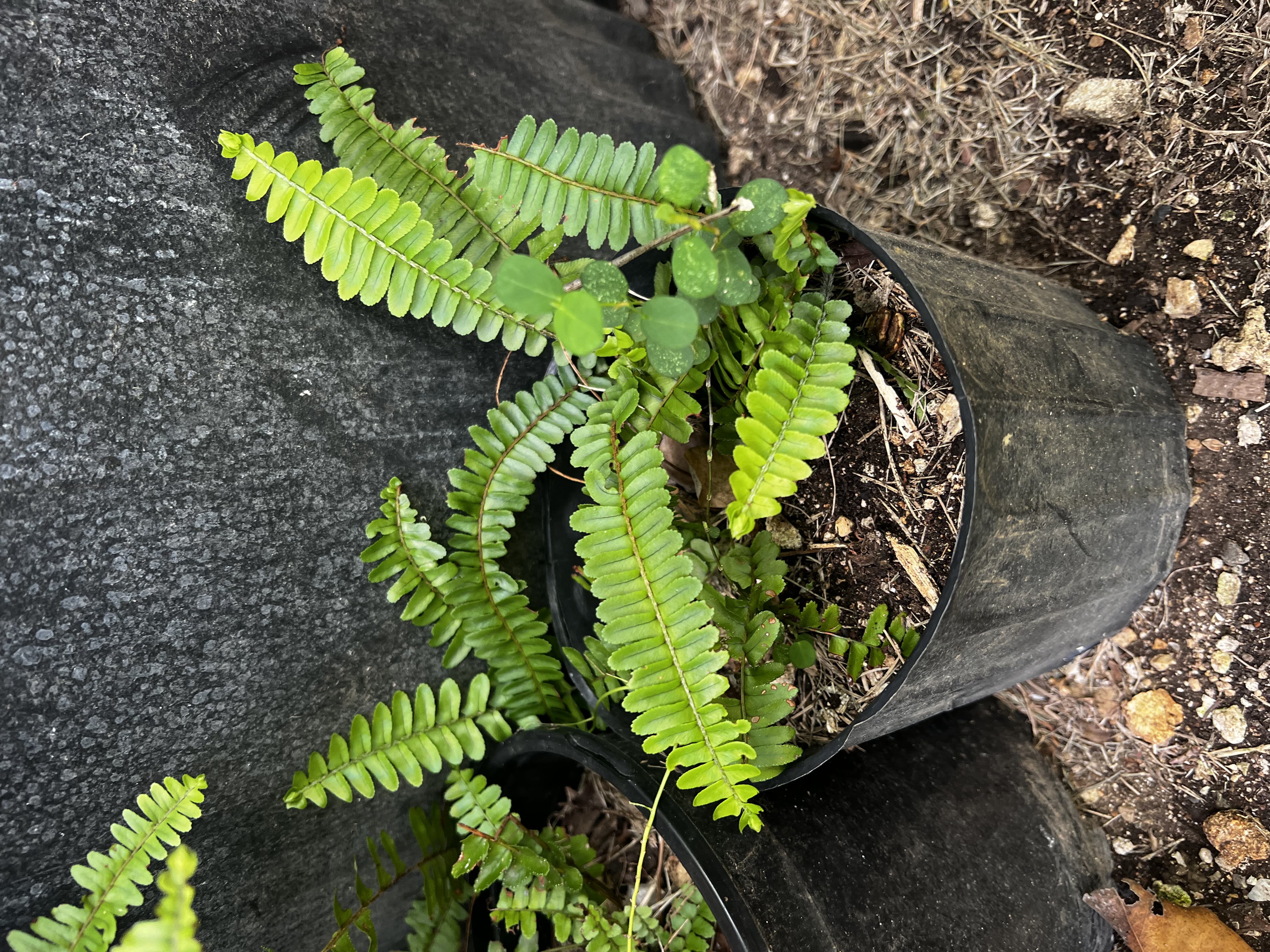 Fern view 2