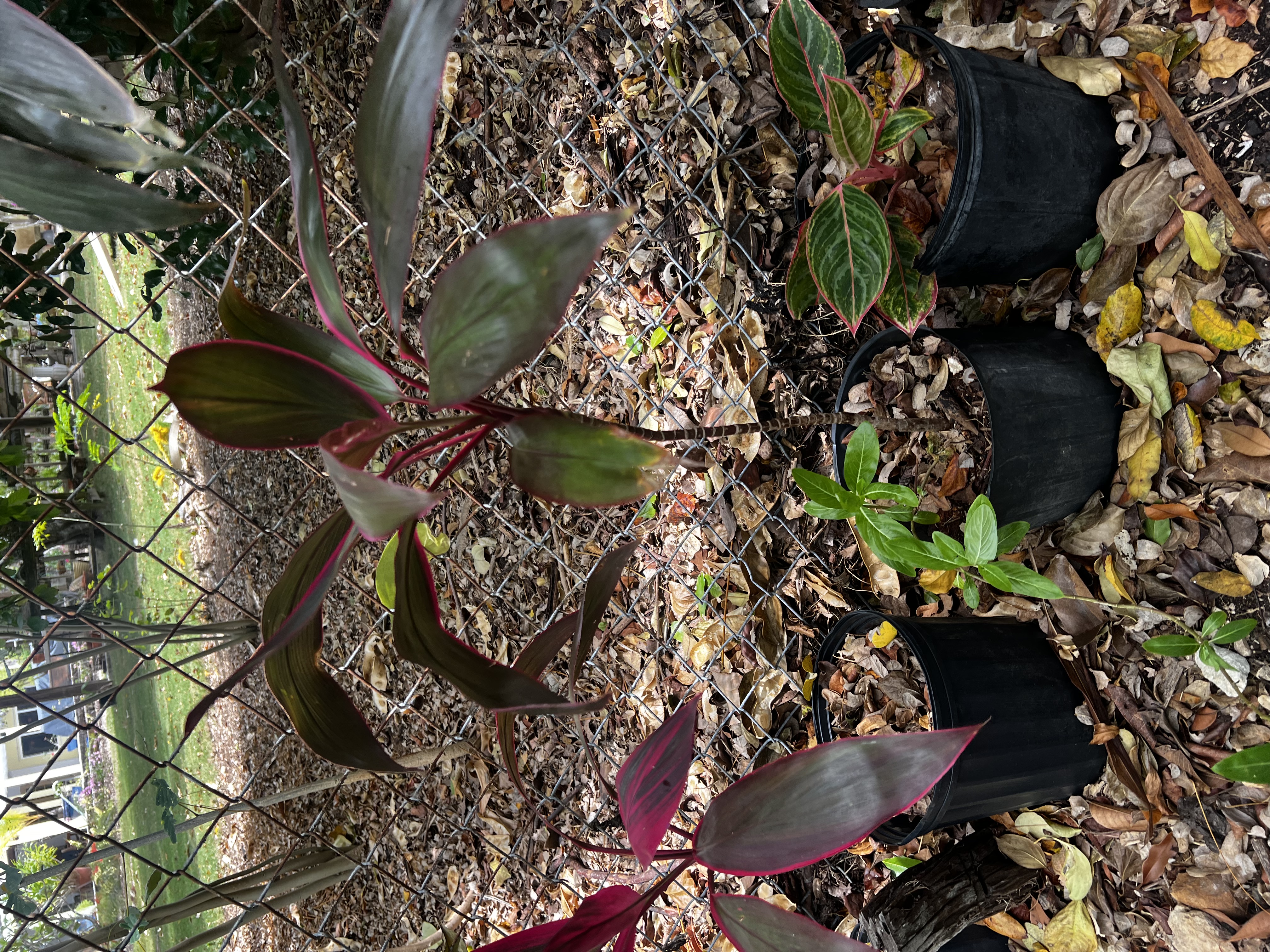Cordyline Red Sister view 3