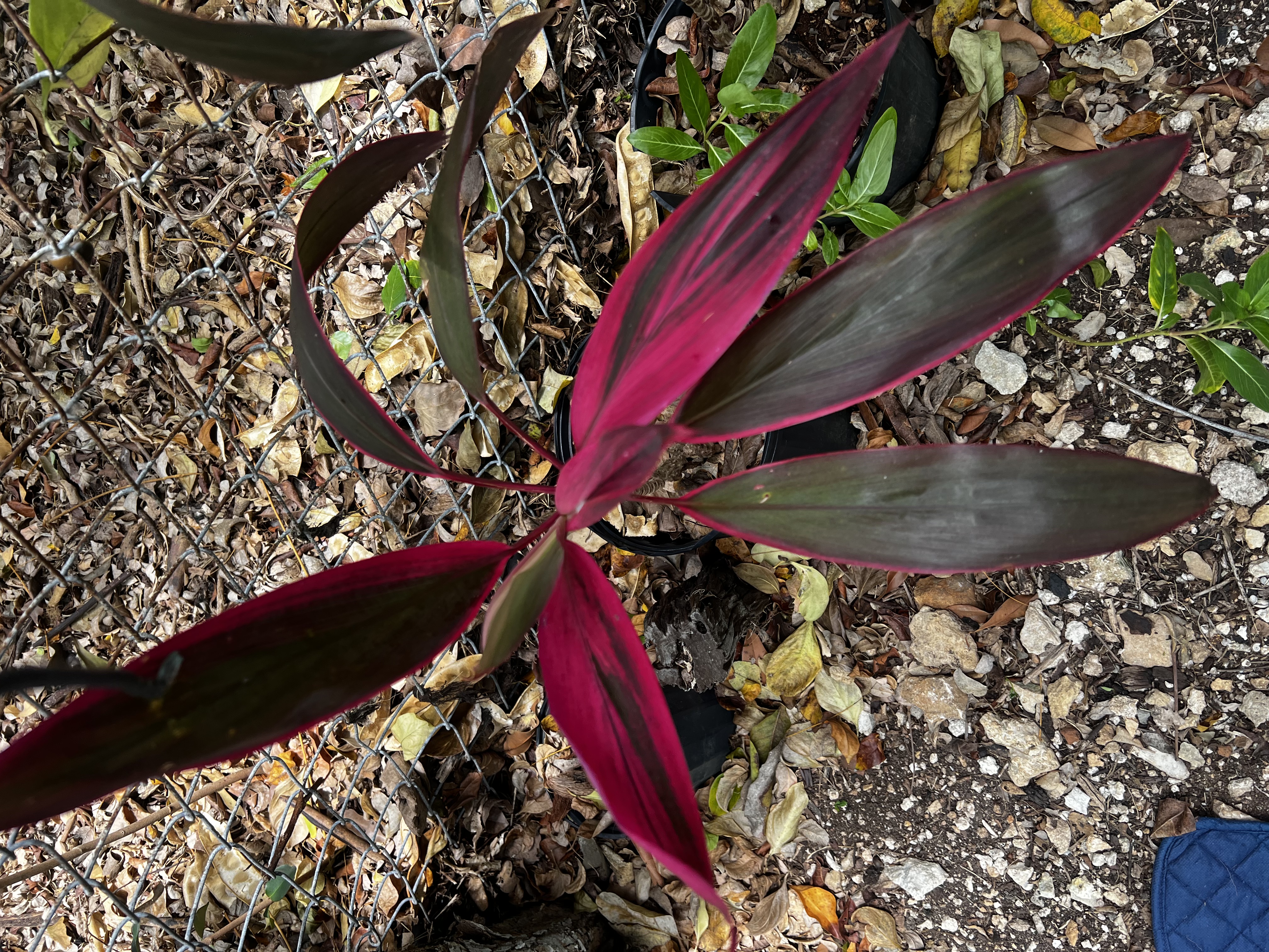Cordyline Red Sister