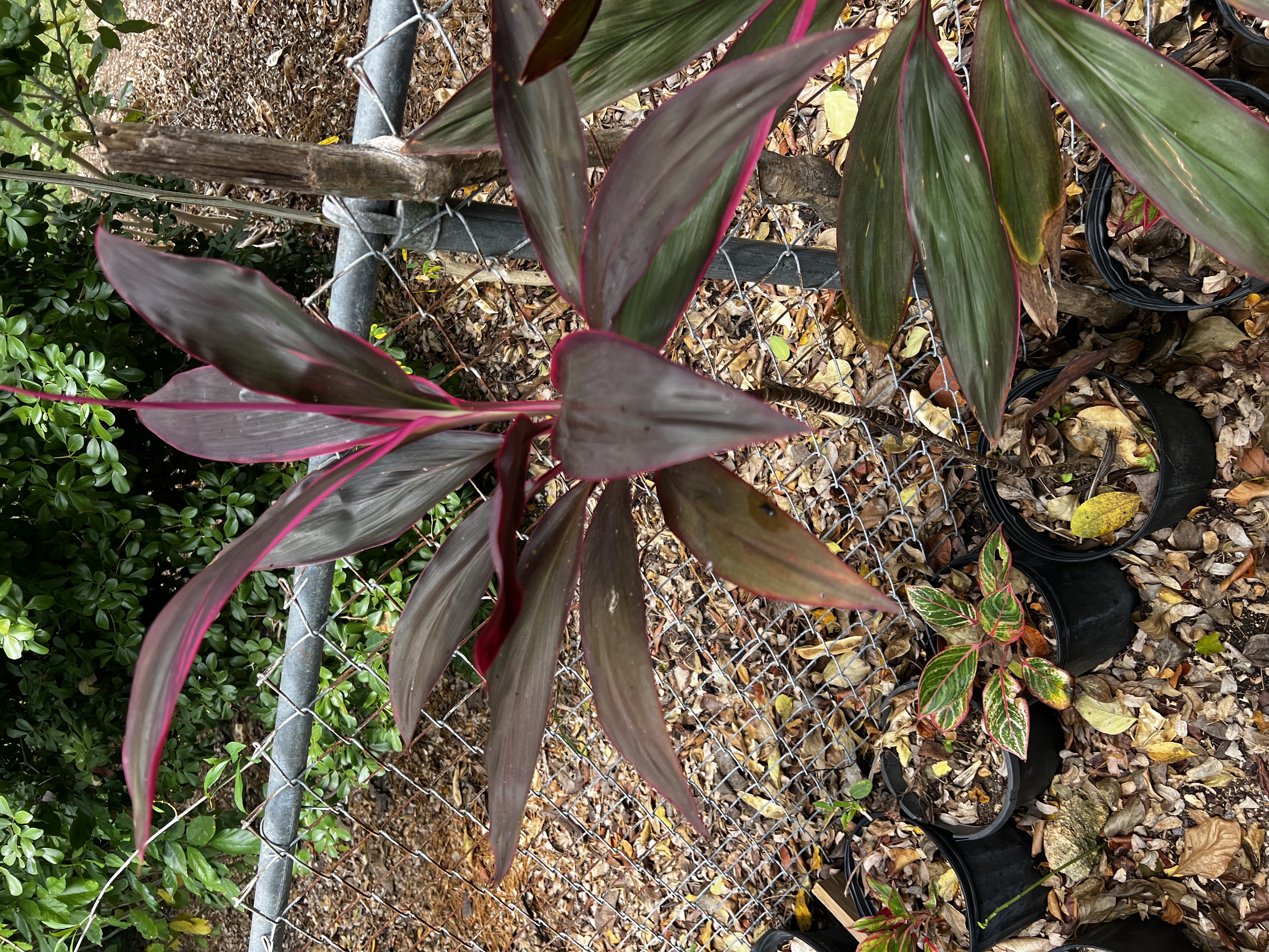 Cordyline Red Sister view 2