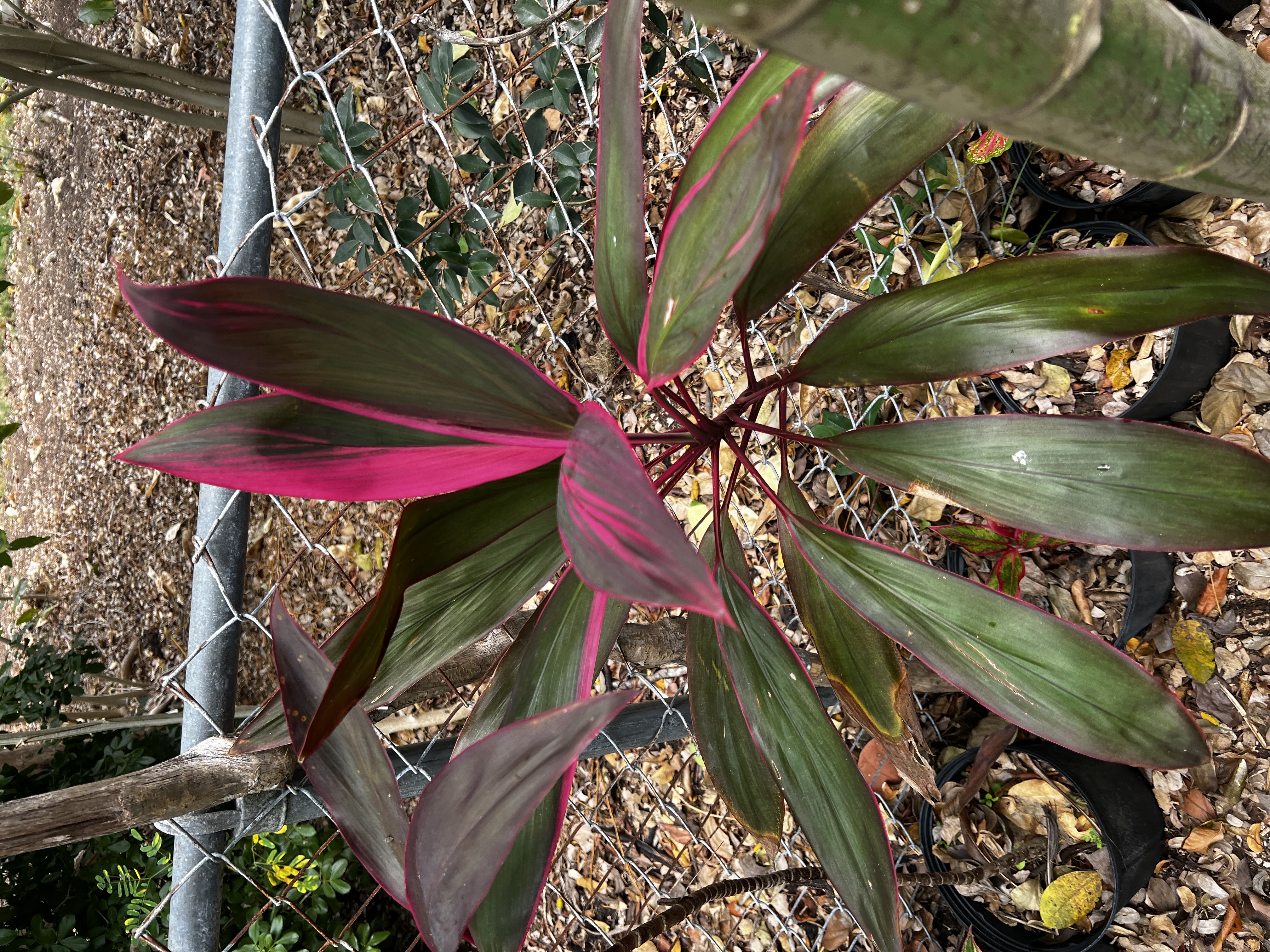 Cordyline Red Sister view 4