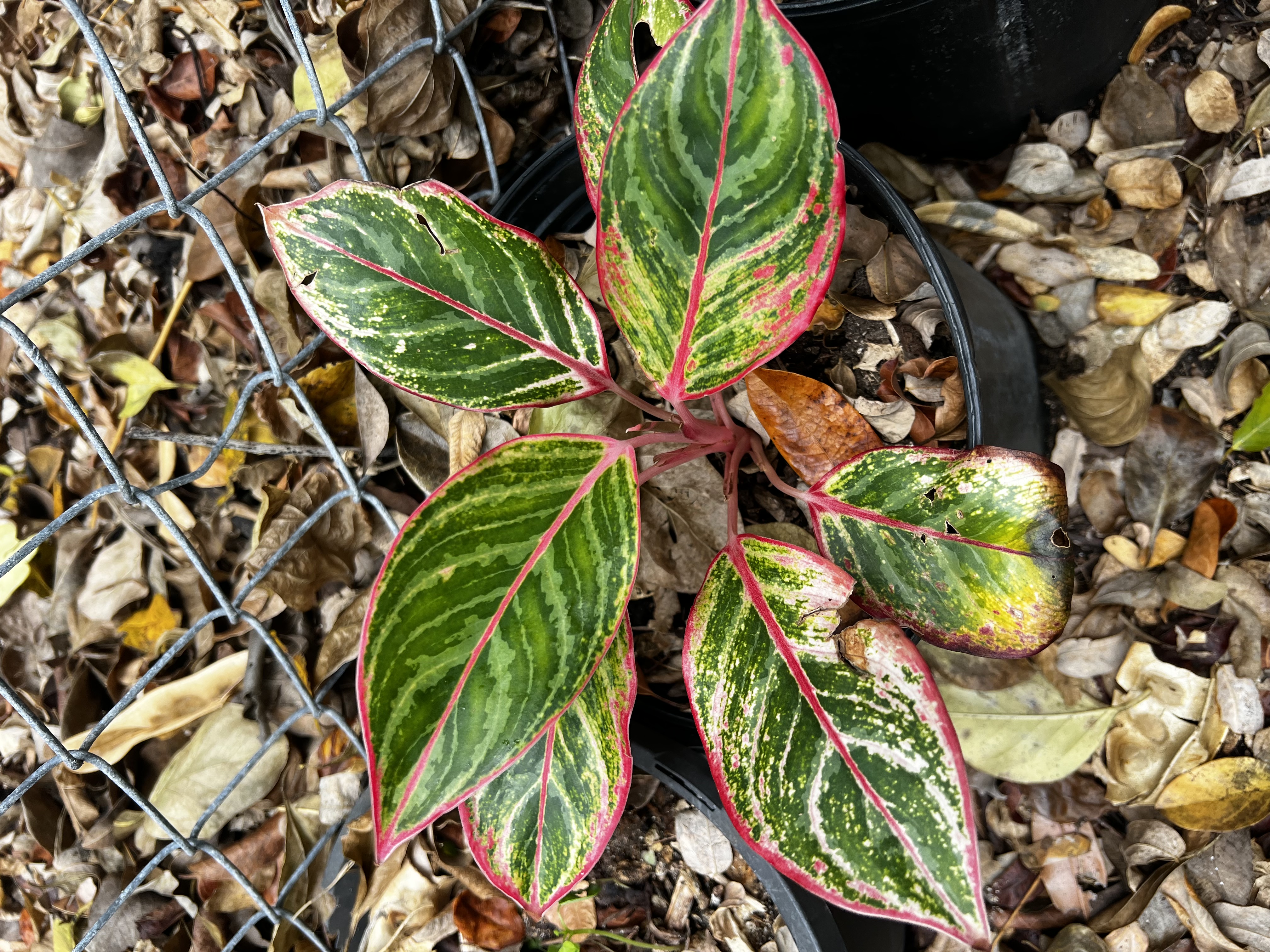 Prayer Plant