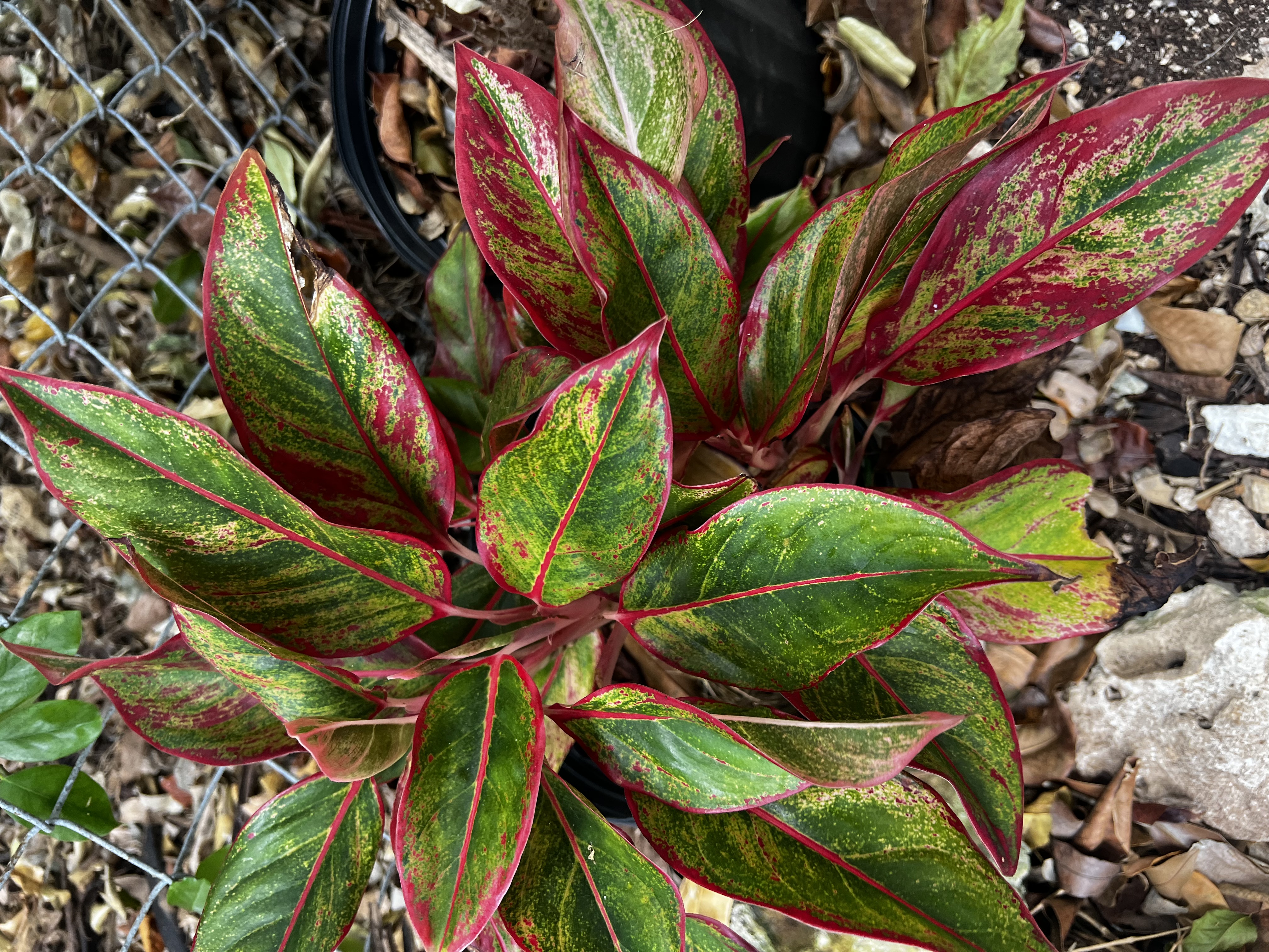 Prayer Plant view 4