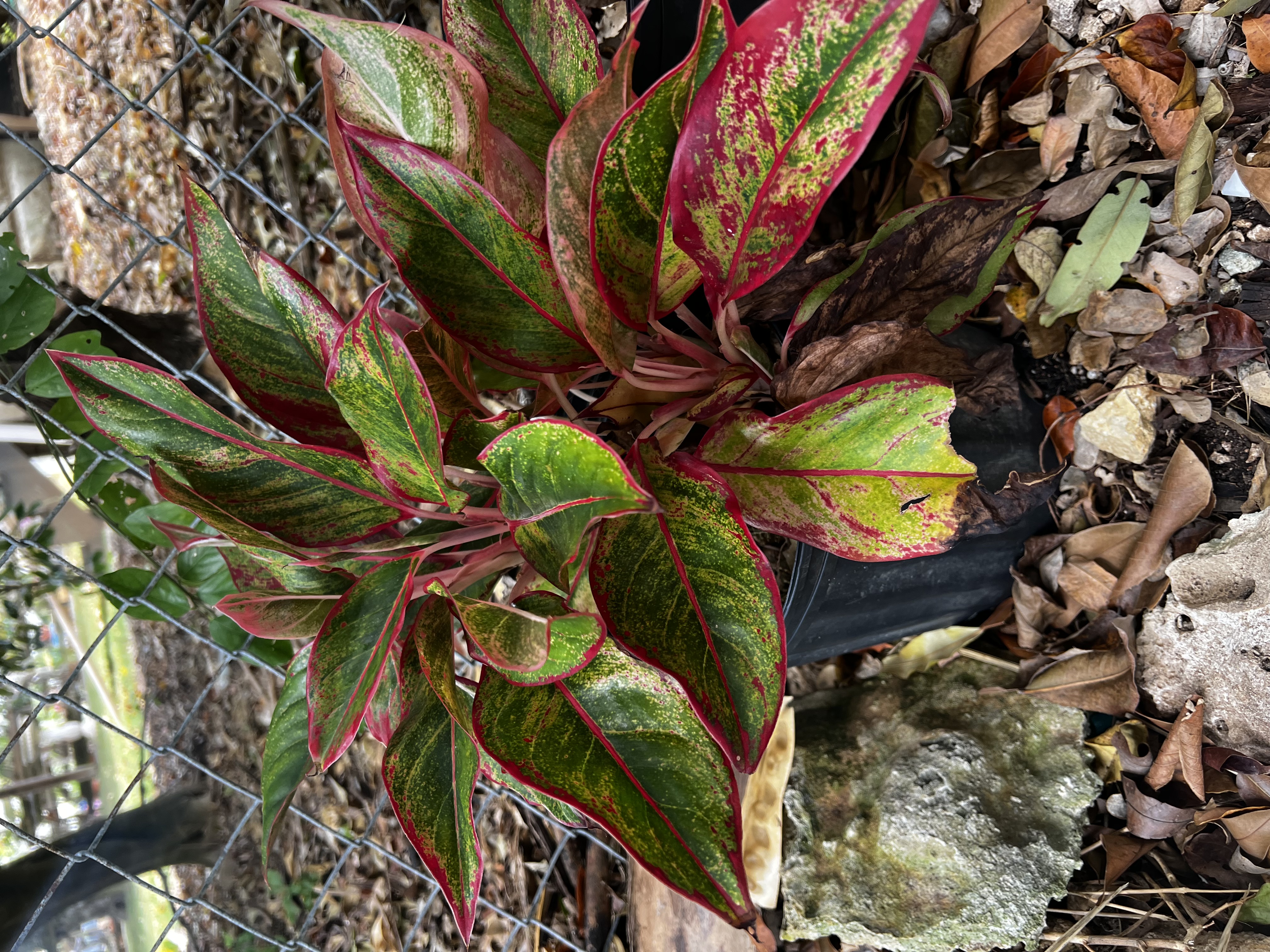 Red Leaf