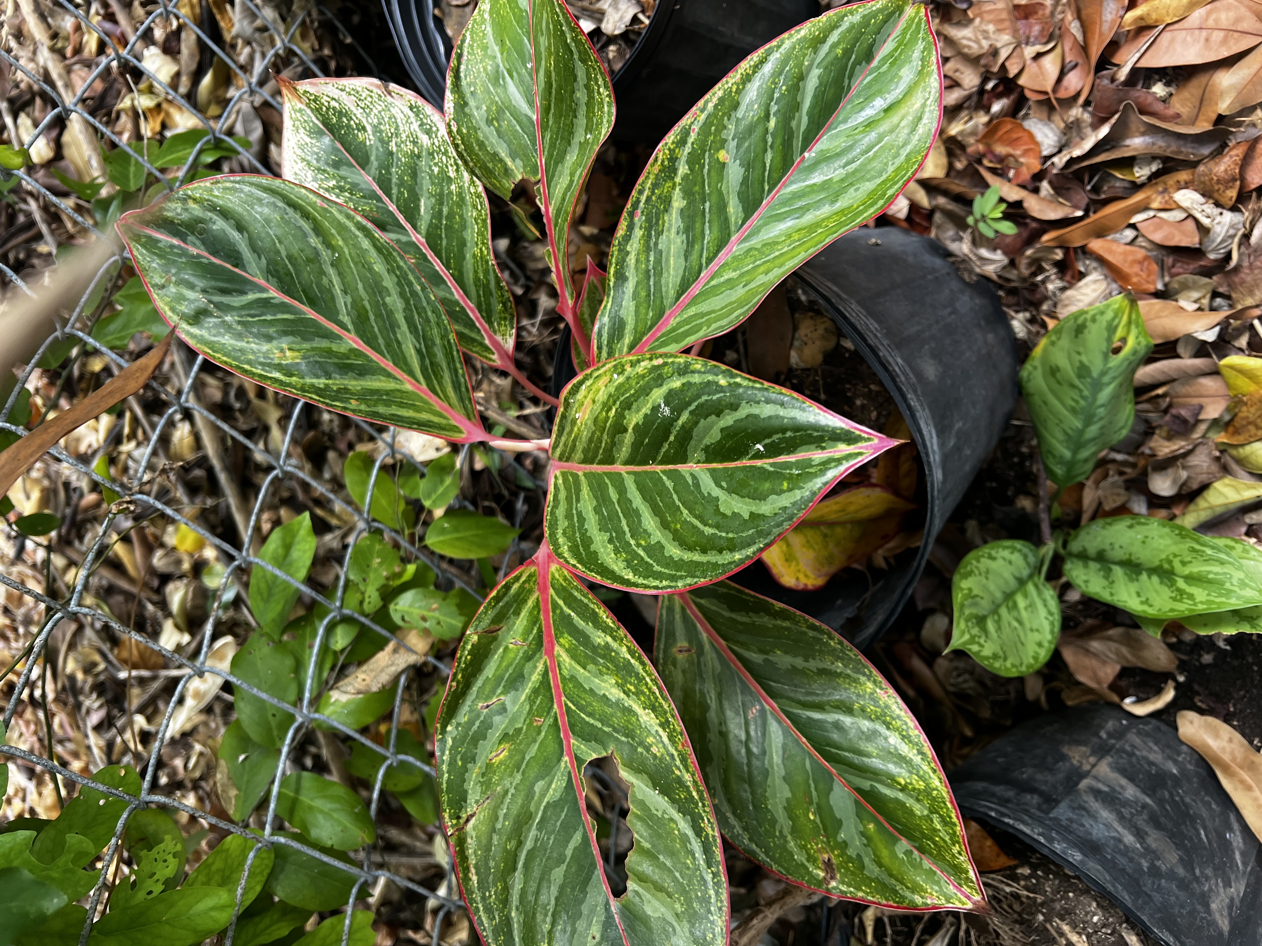 Prayer Plant view 3